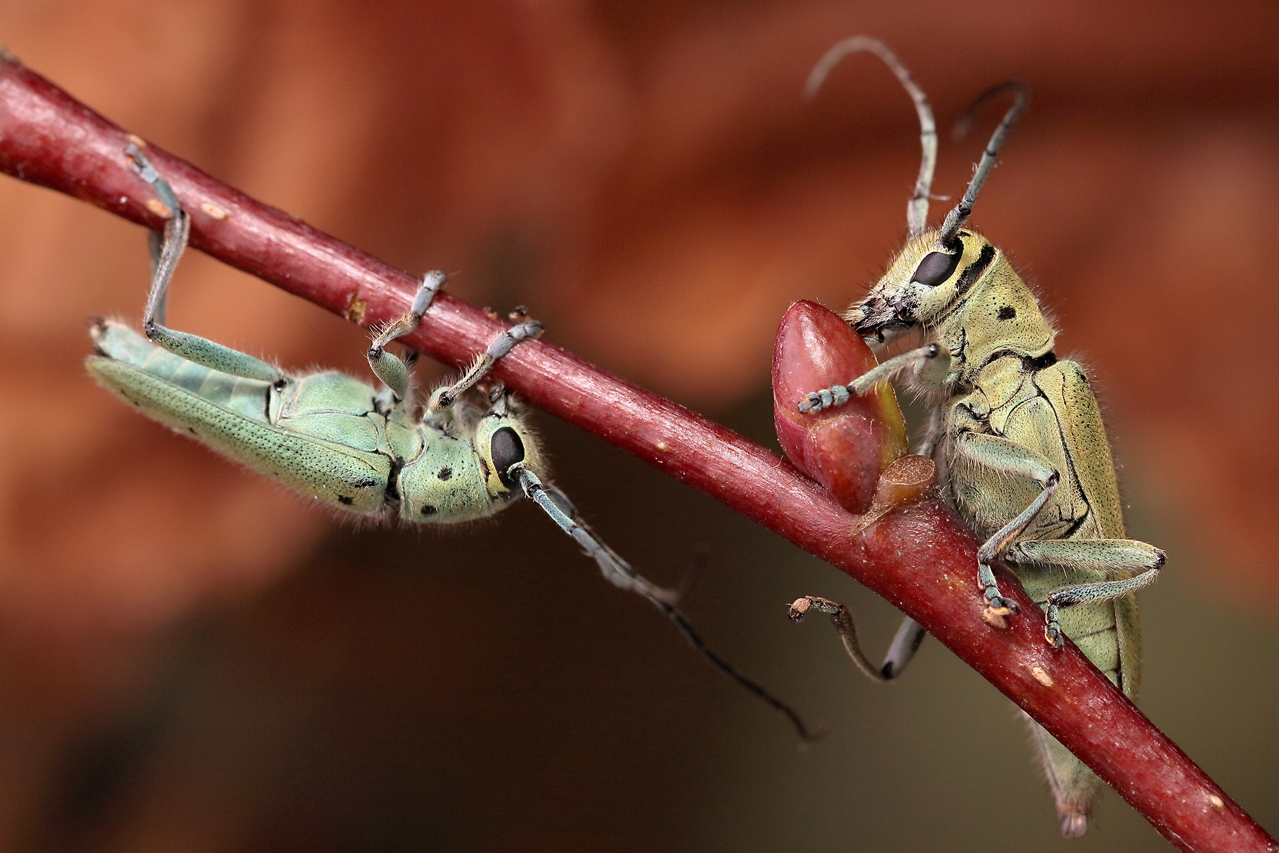 Saperda octopunctata