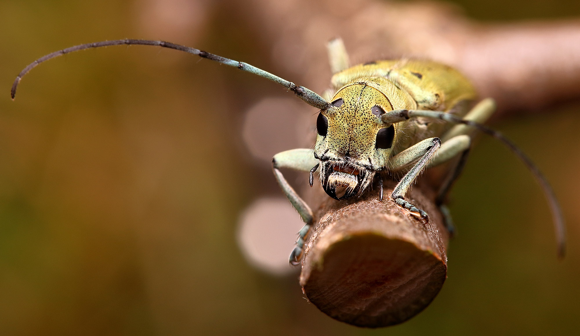 Saperda octopunctata