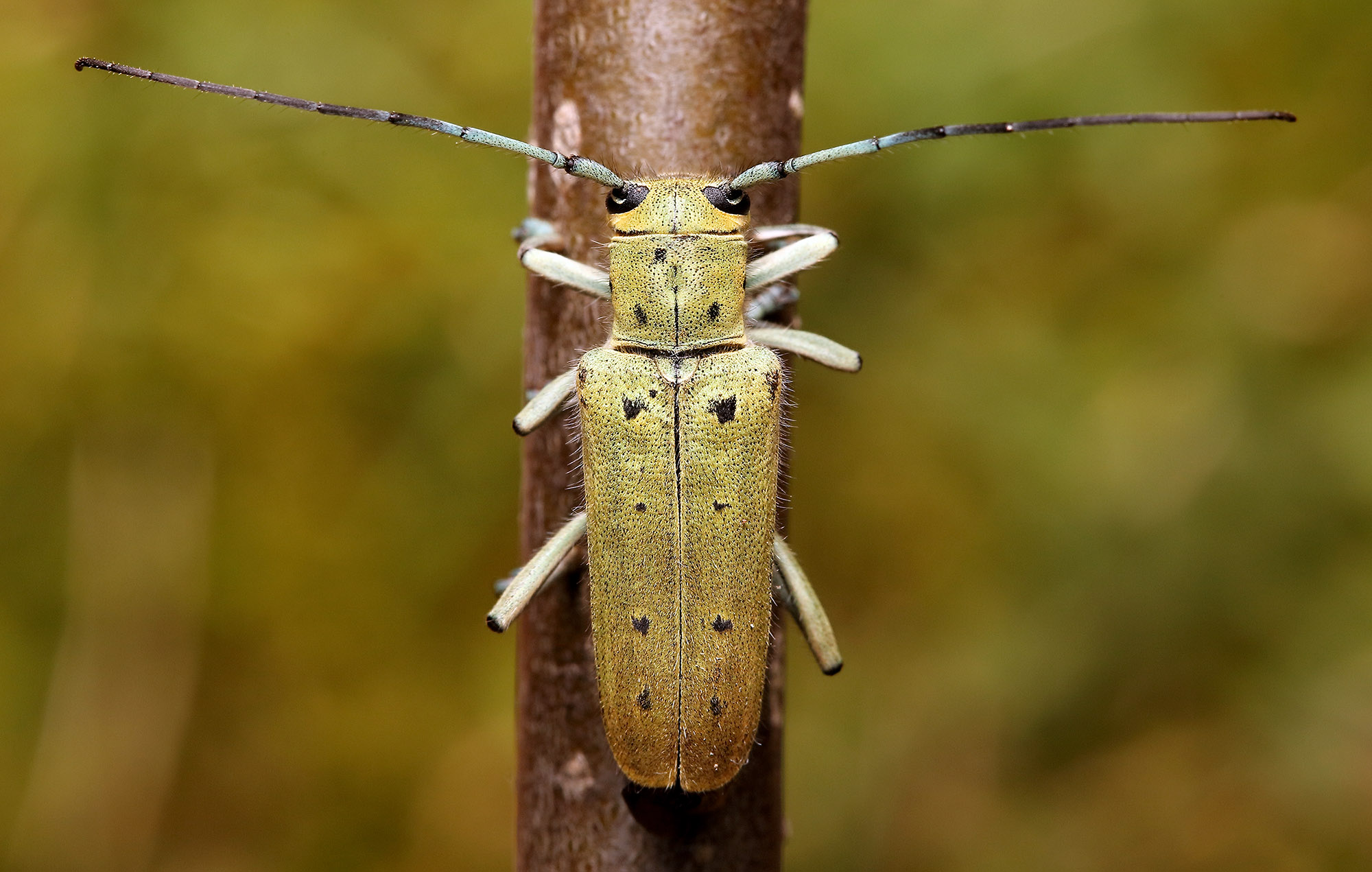 Saperda octopunctata