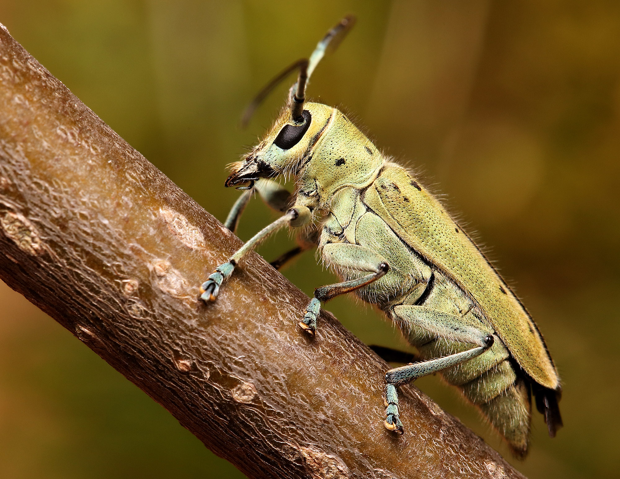 Saperda octopunctata