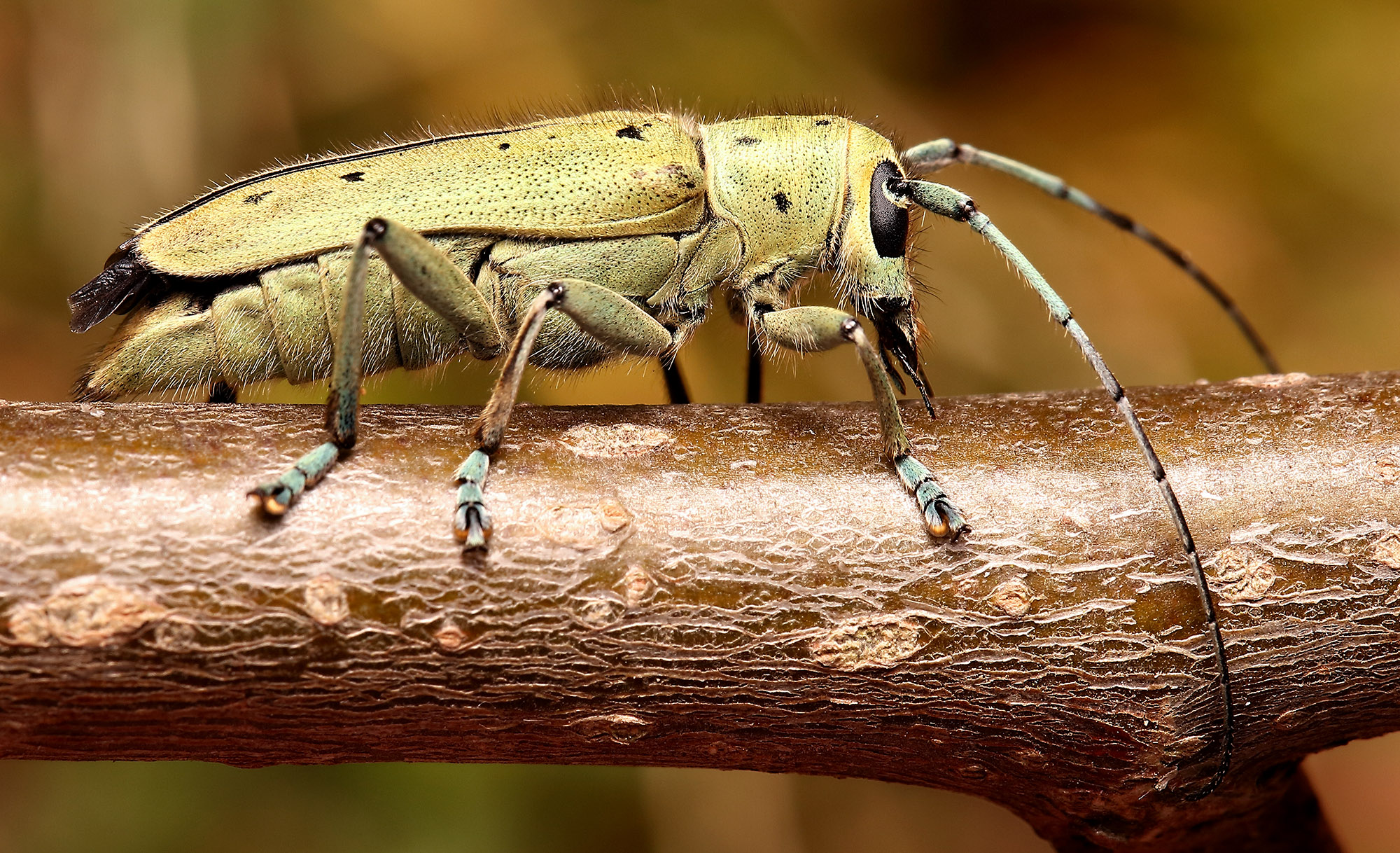 Saperda octopunctata