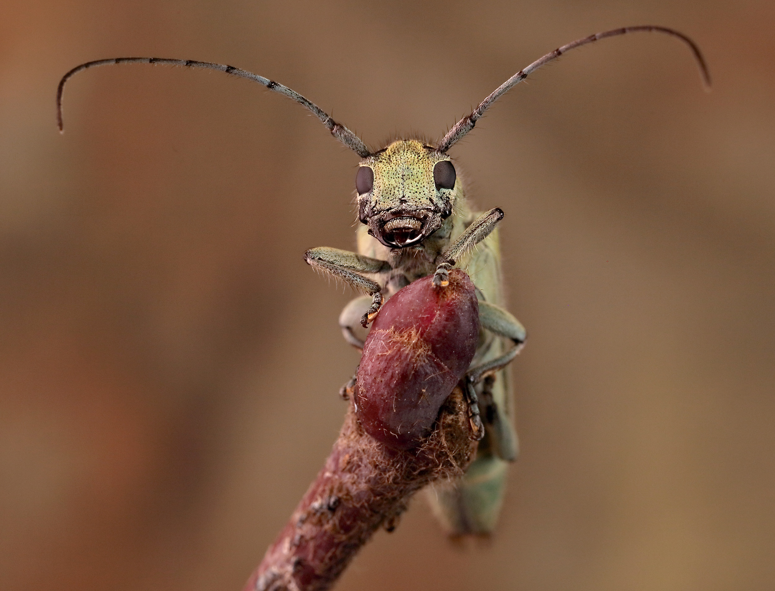 Saperda octopunctata