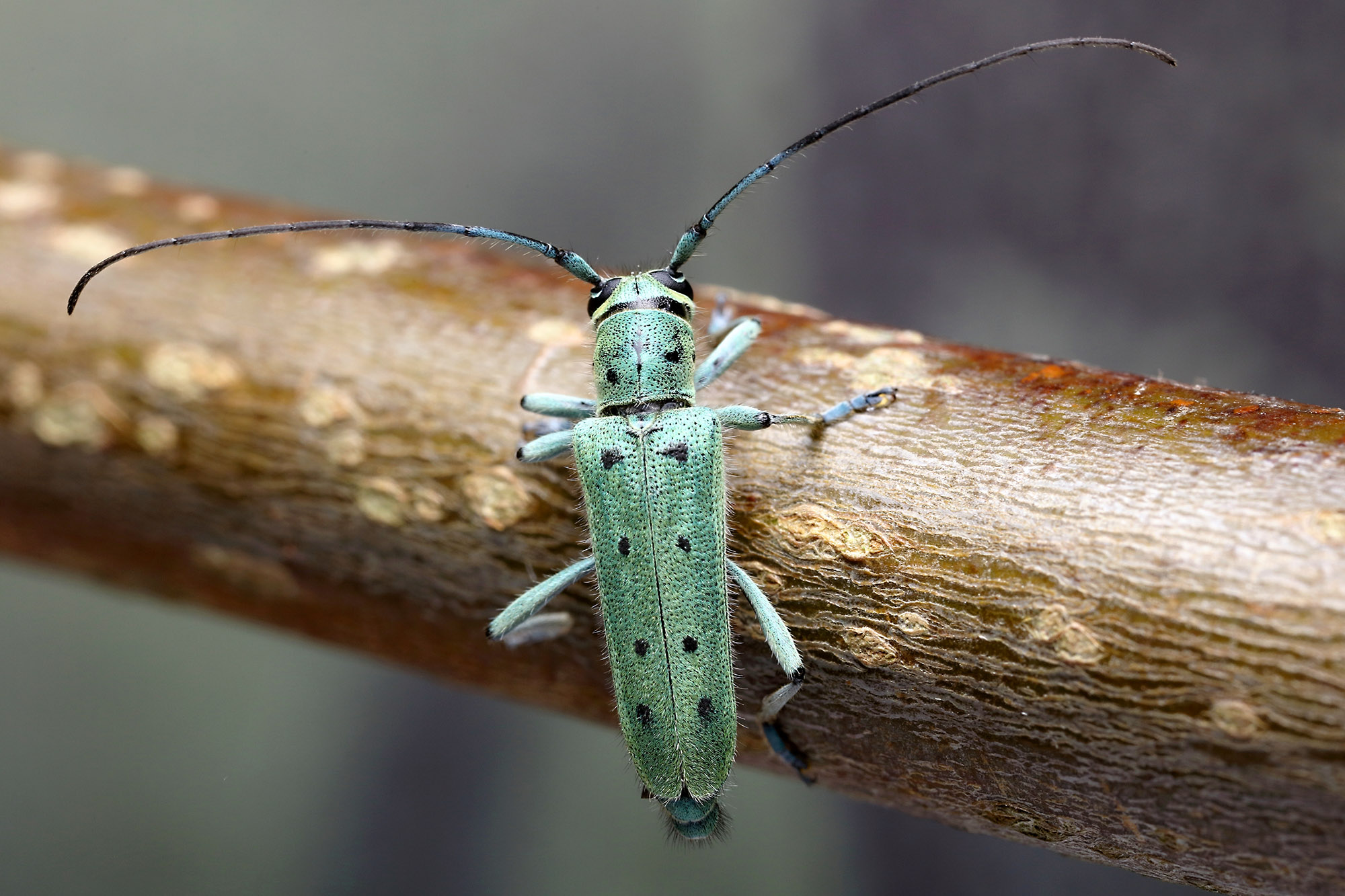 Saperda octopunctata