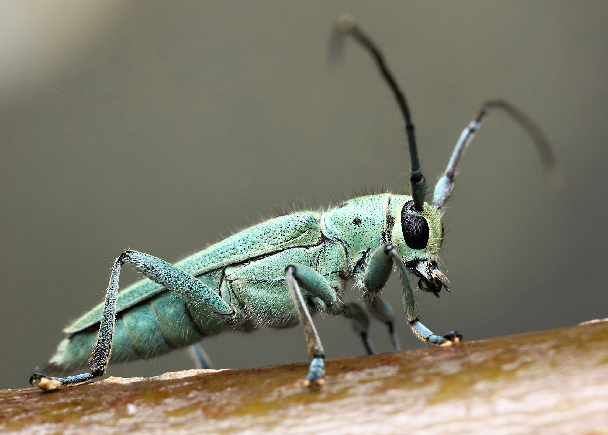 Saperda octopunctata