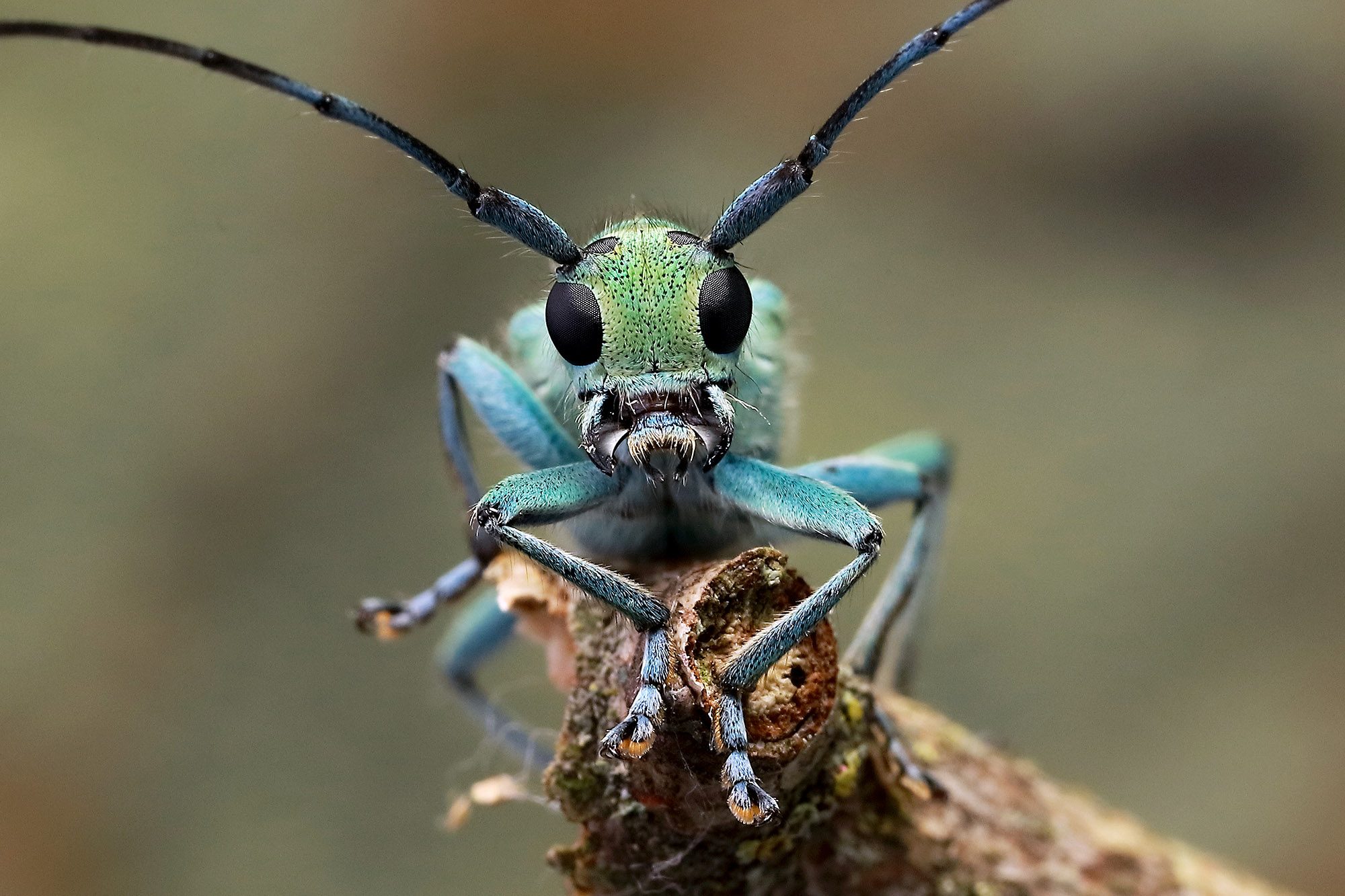 Saperda octopunctata