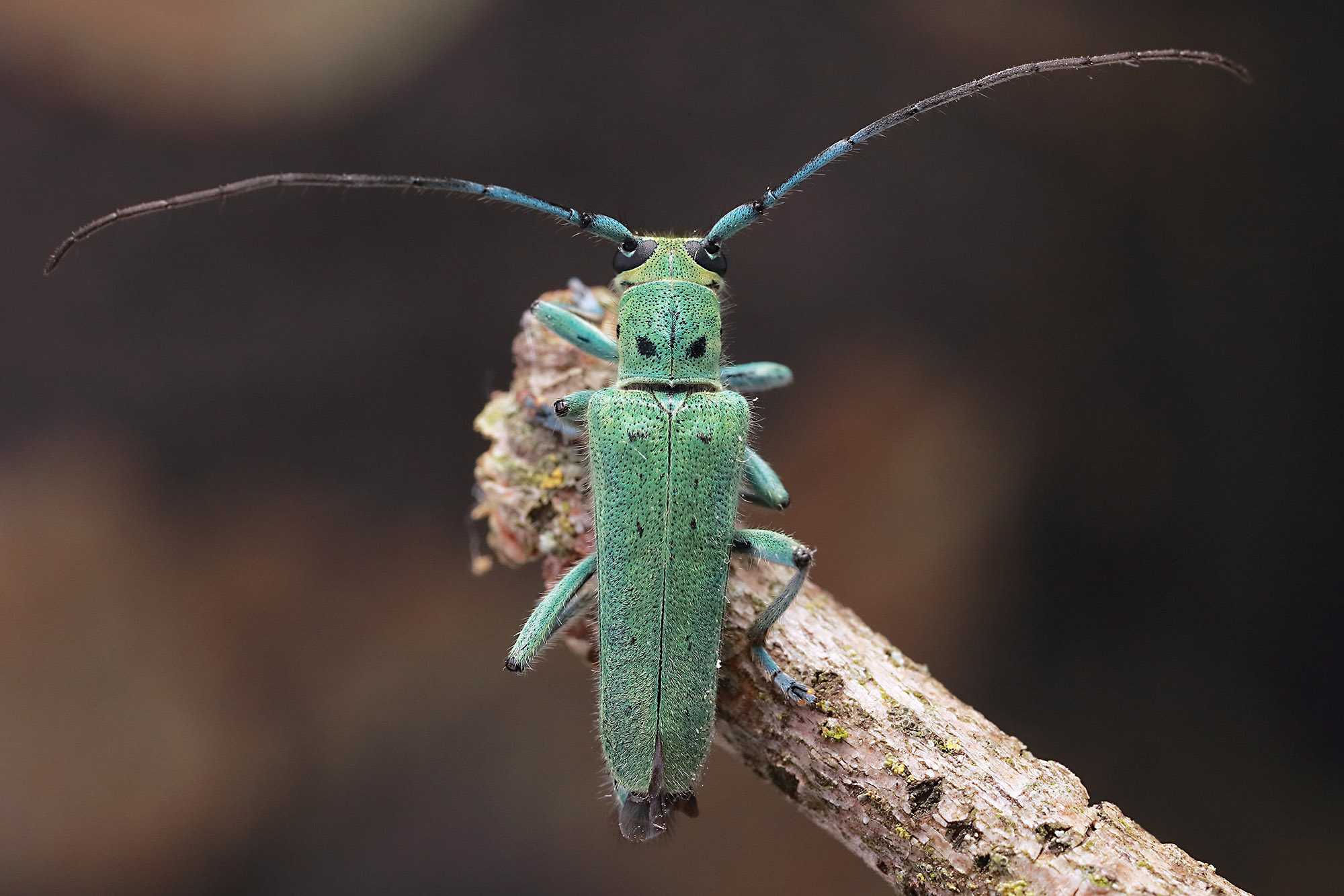 Saperda octopunctata