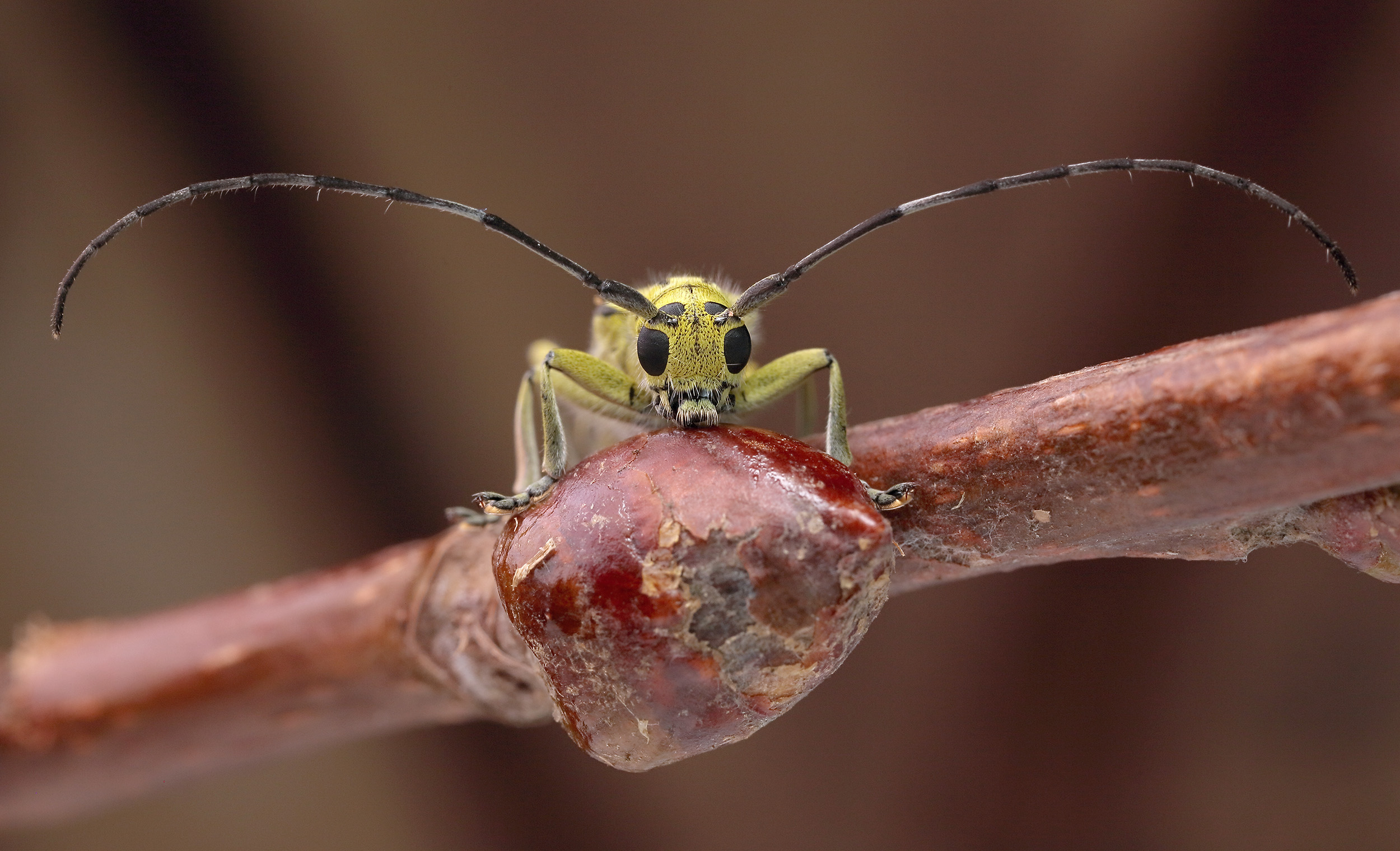 Saperda perforata