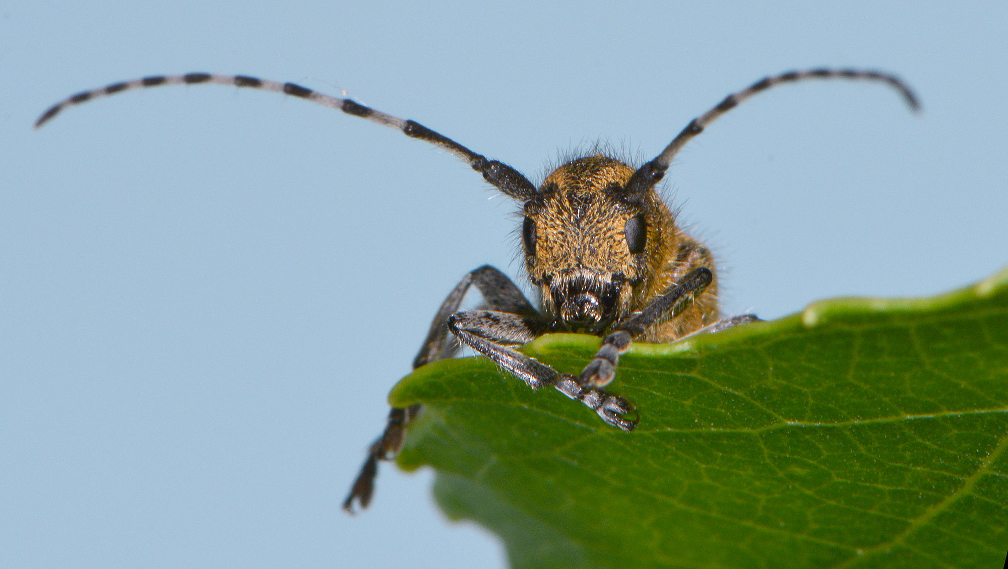 Saperda populnea populnea