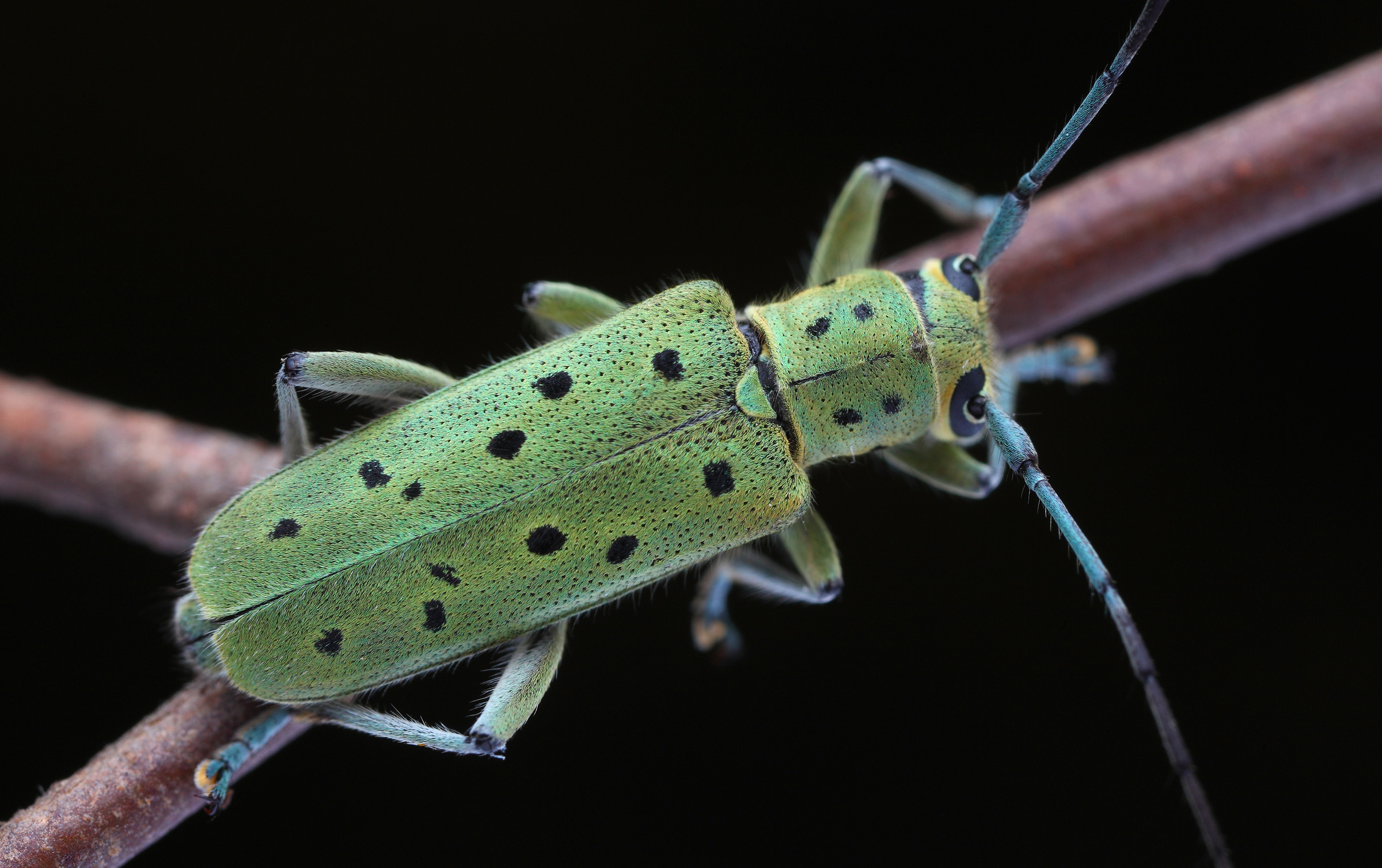 Saperda punctata