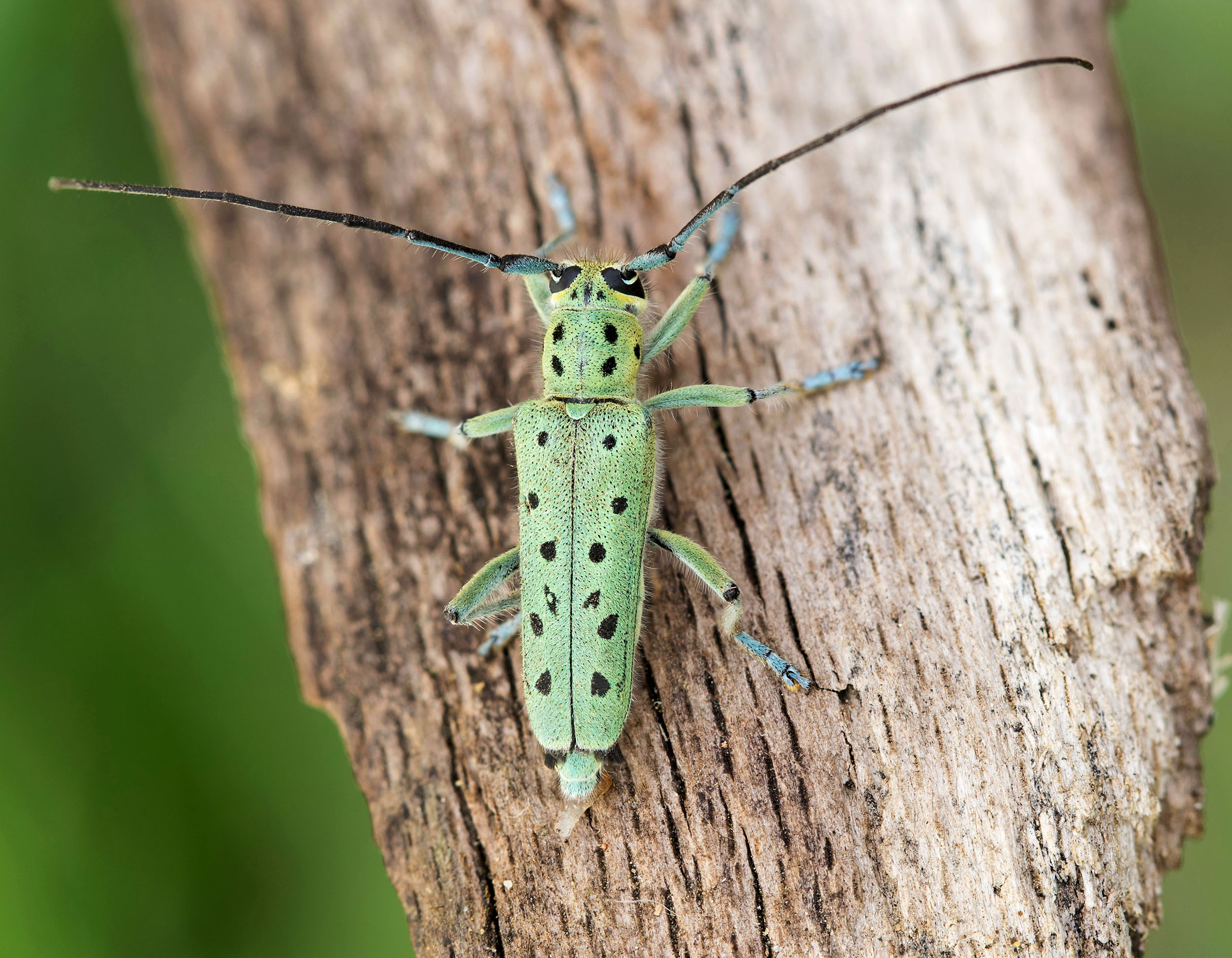 Saperda punctata