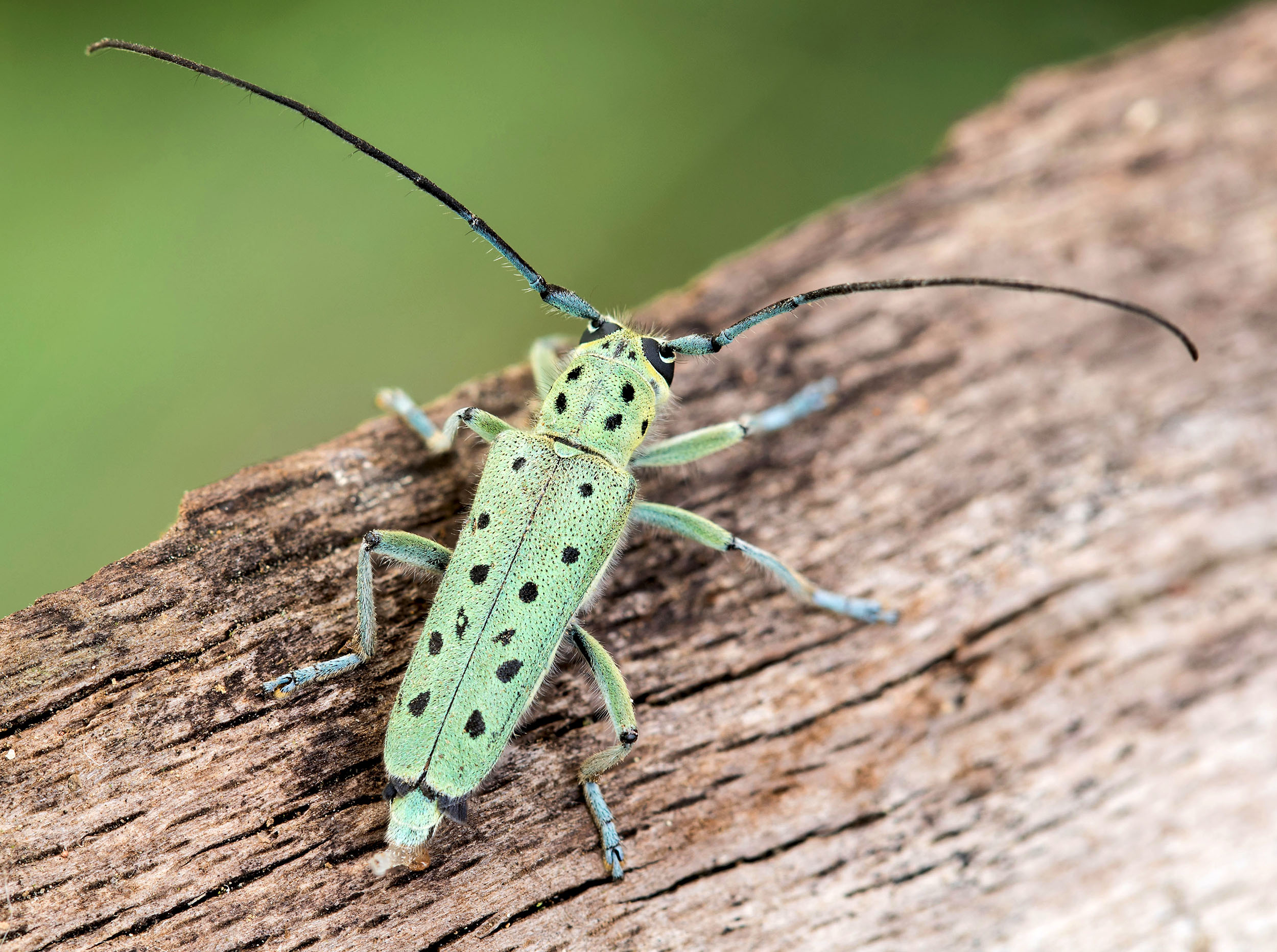 Saperda punctata