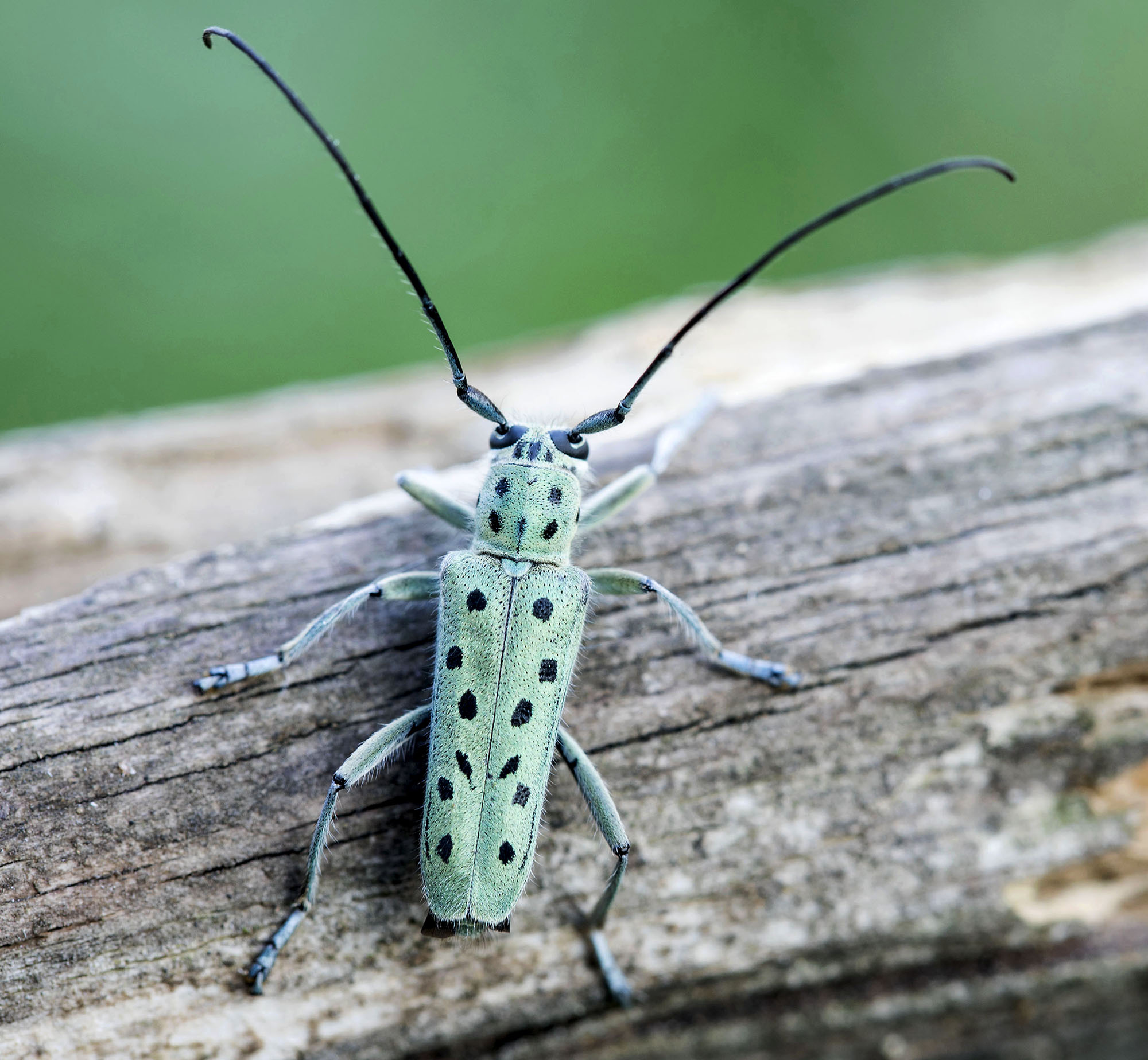 Saperda punctata