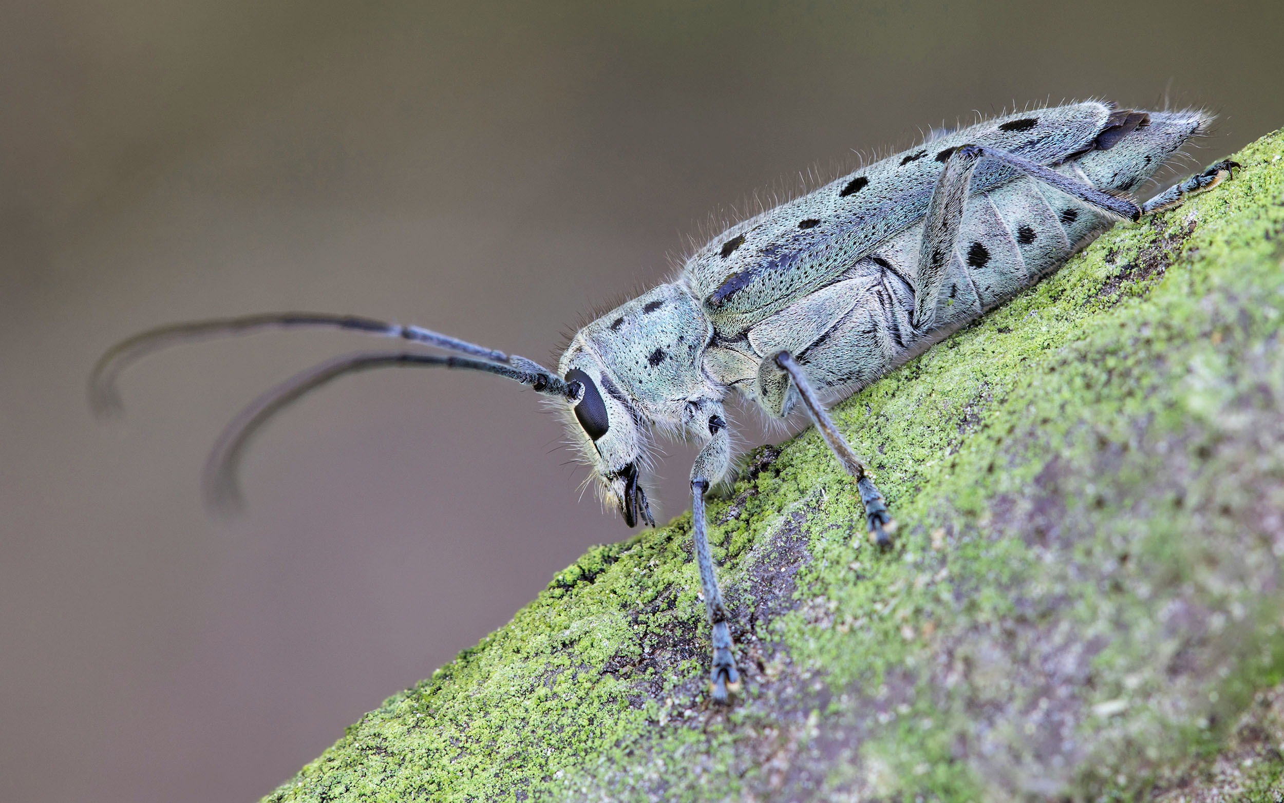 Saperda punctata