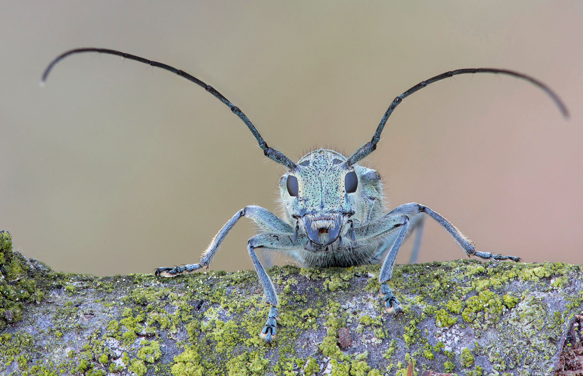 Saperda punctata