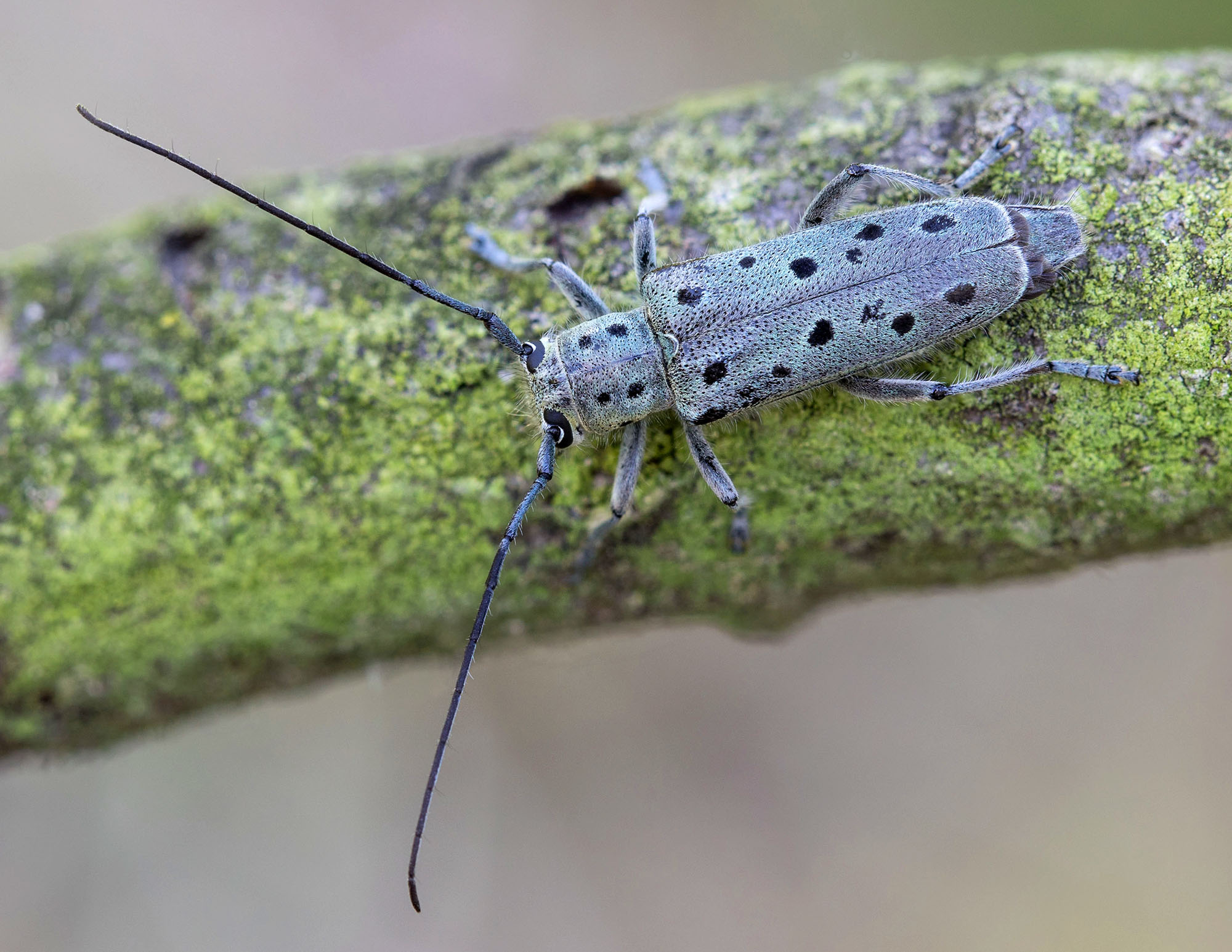 Saperda punctata