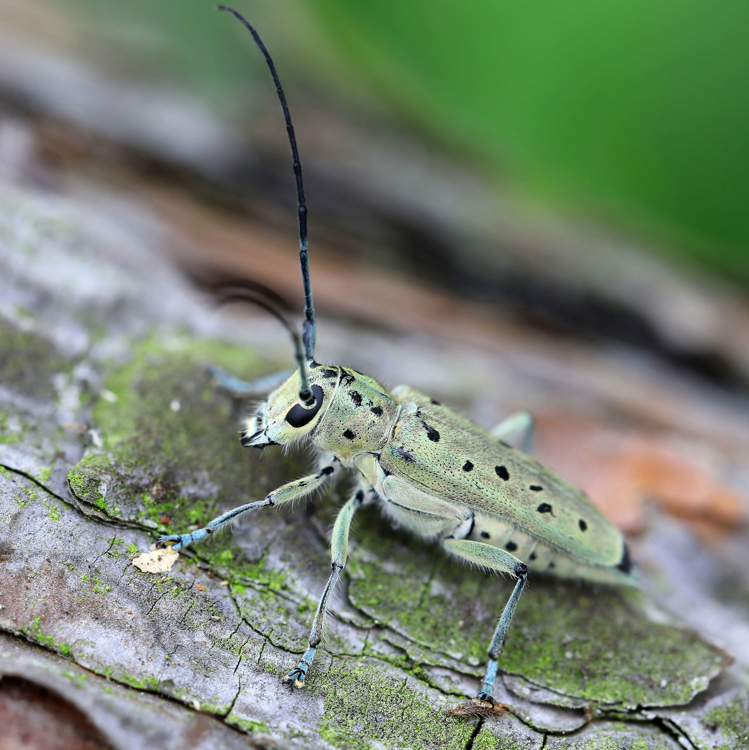 Saperda punctata