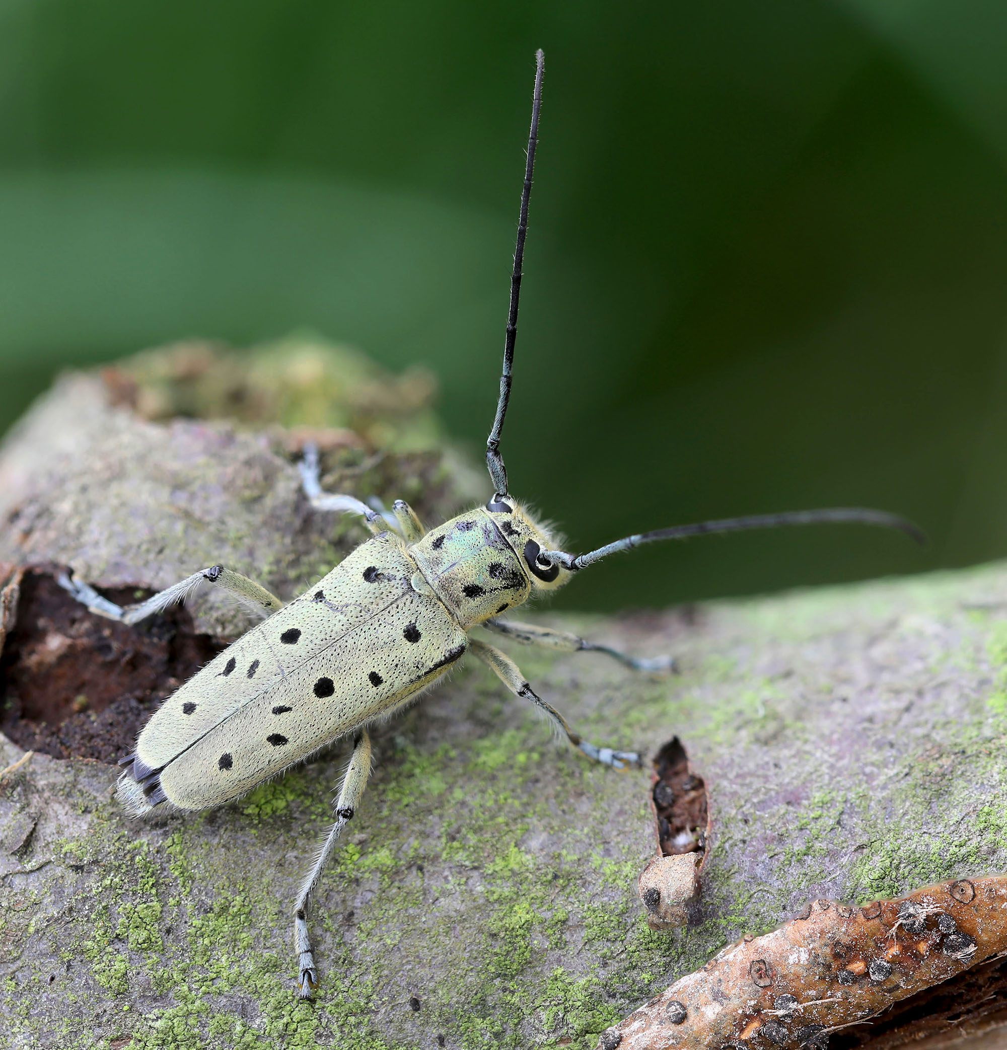 Saperda punctata