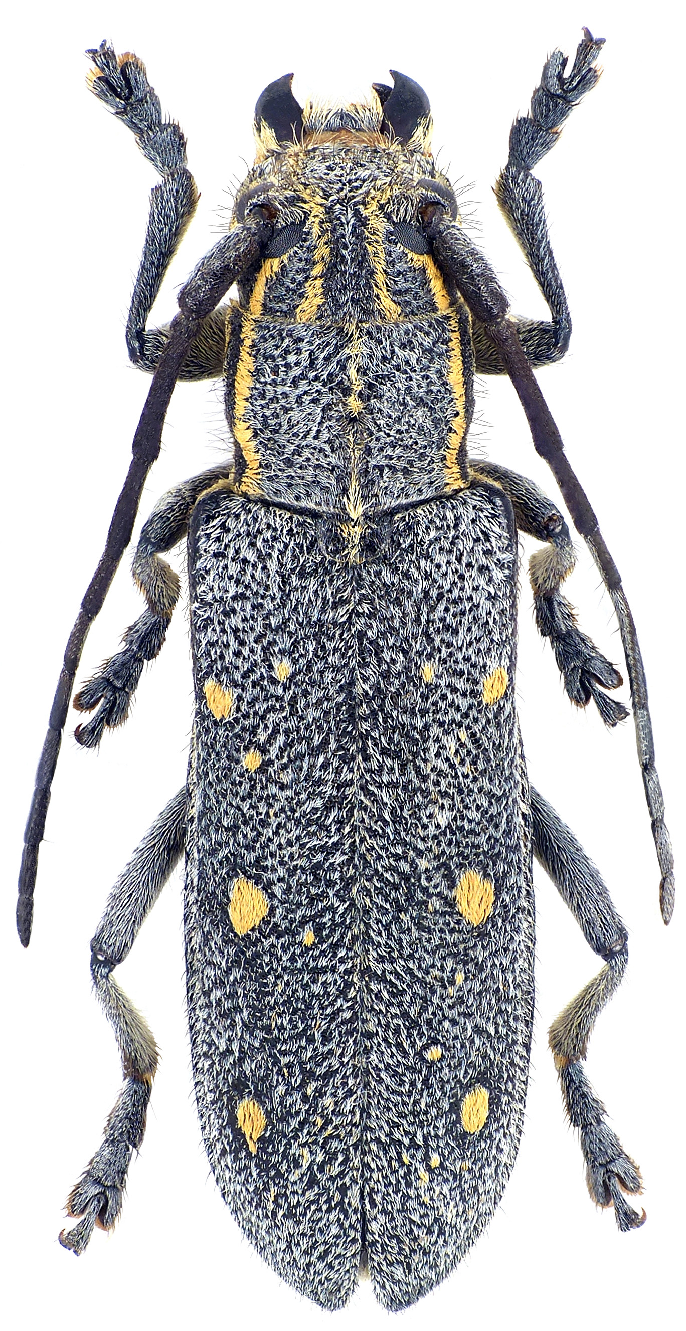 Saperda quercus ocellata