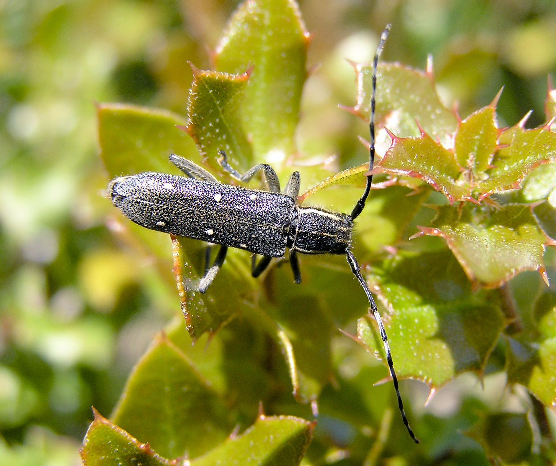 Saperda quercus quercus