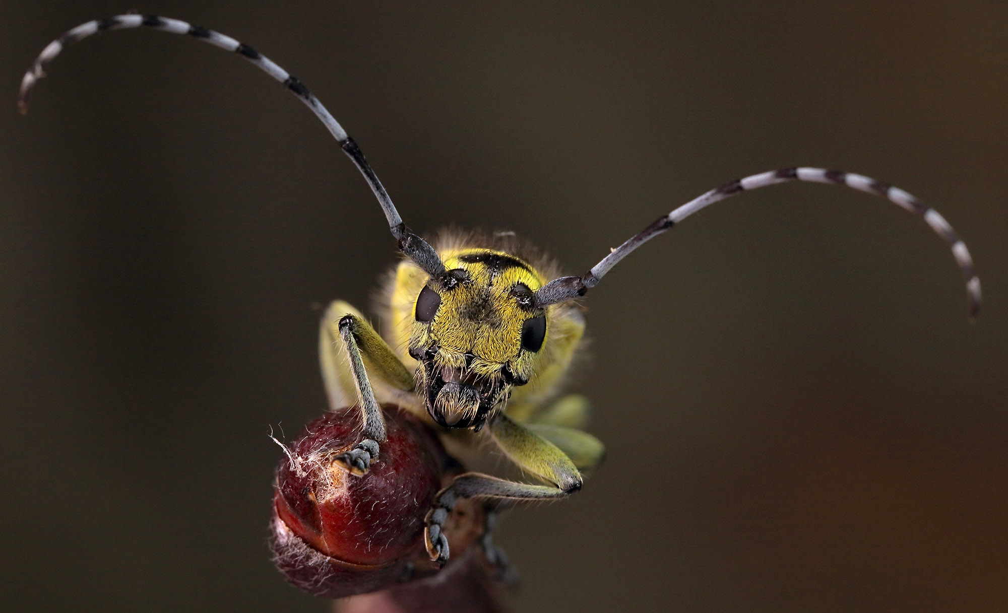 Saperda scalaris scalaris