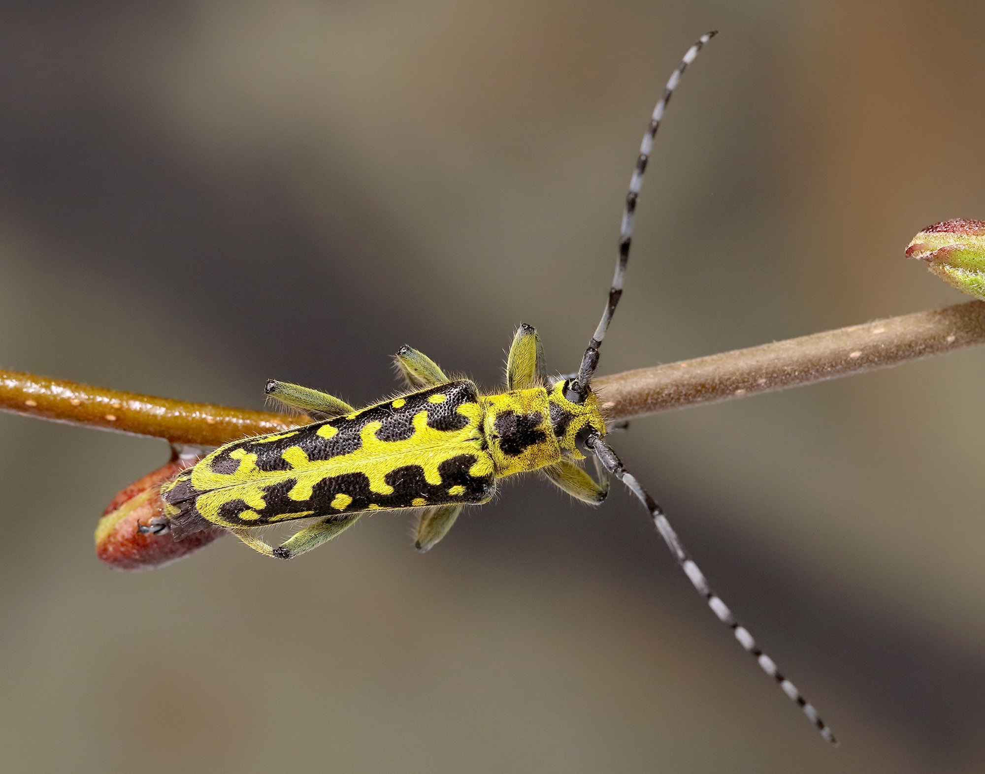 Saperda scalaris scalaris