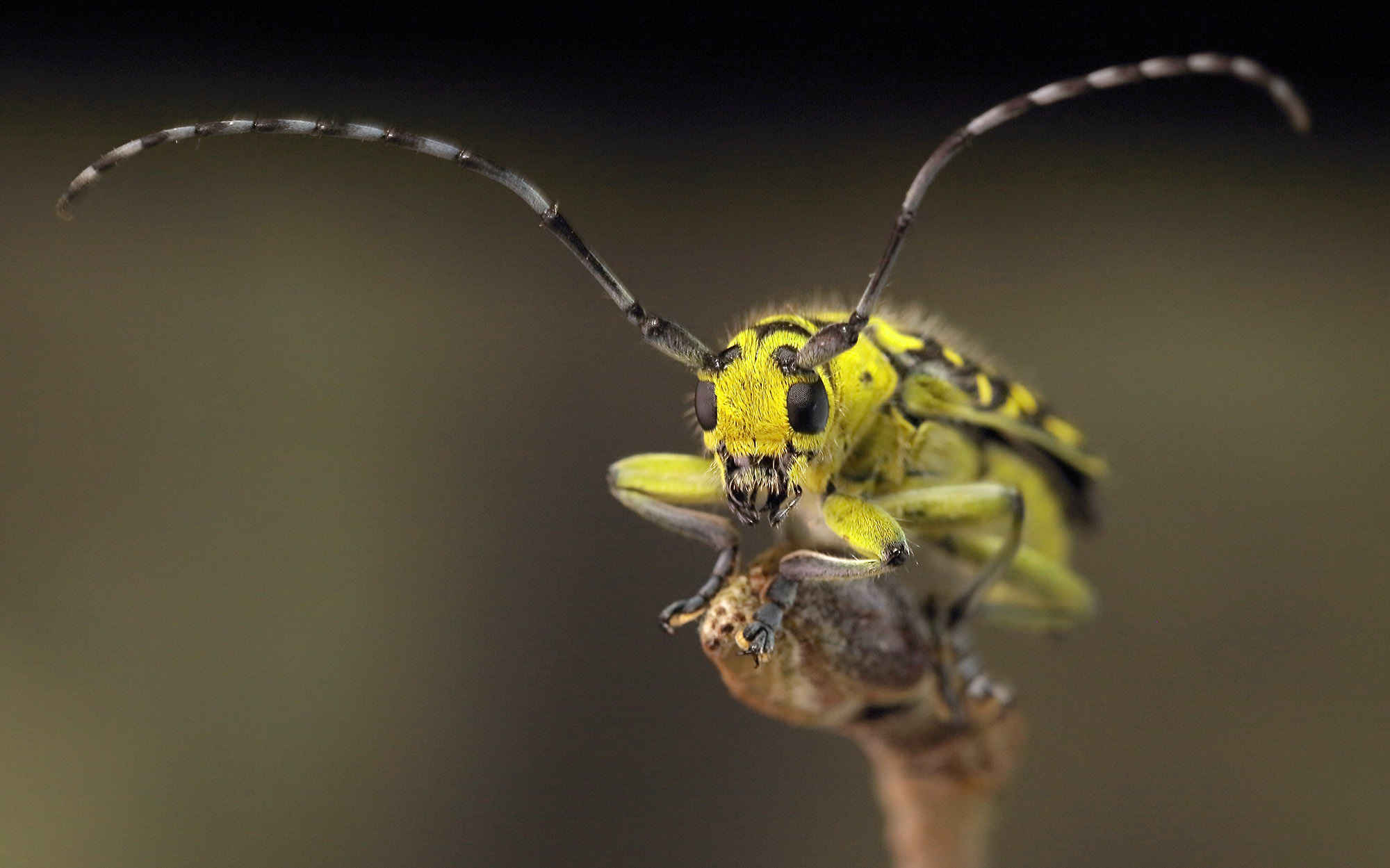 Saperda scalaris scalaris