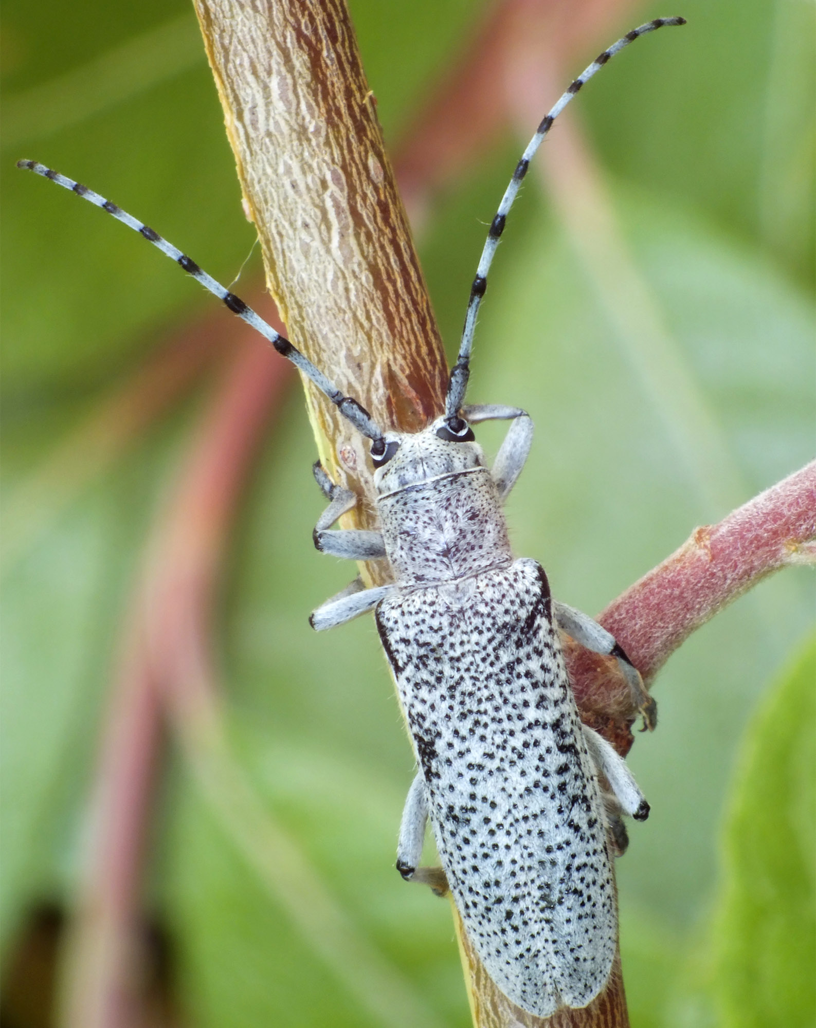 Saperda similis