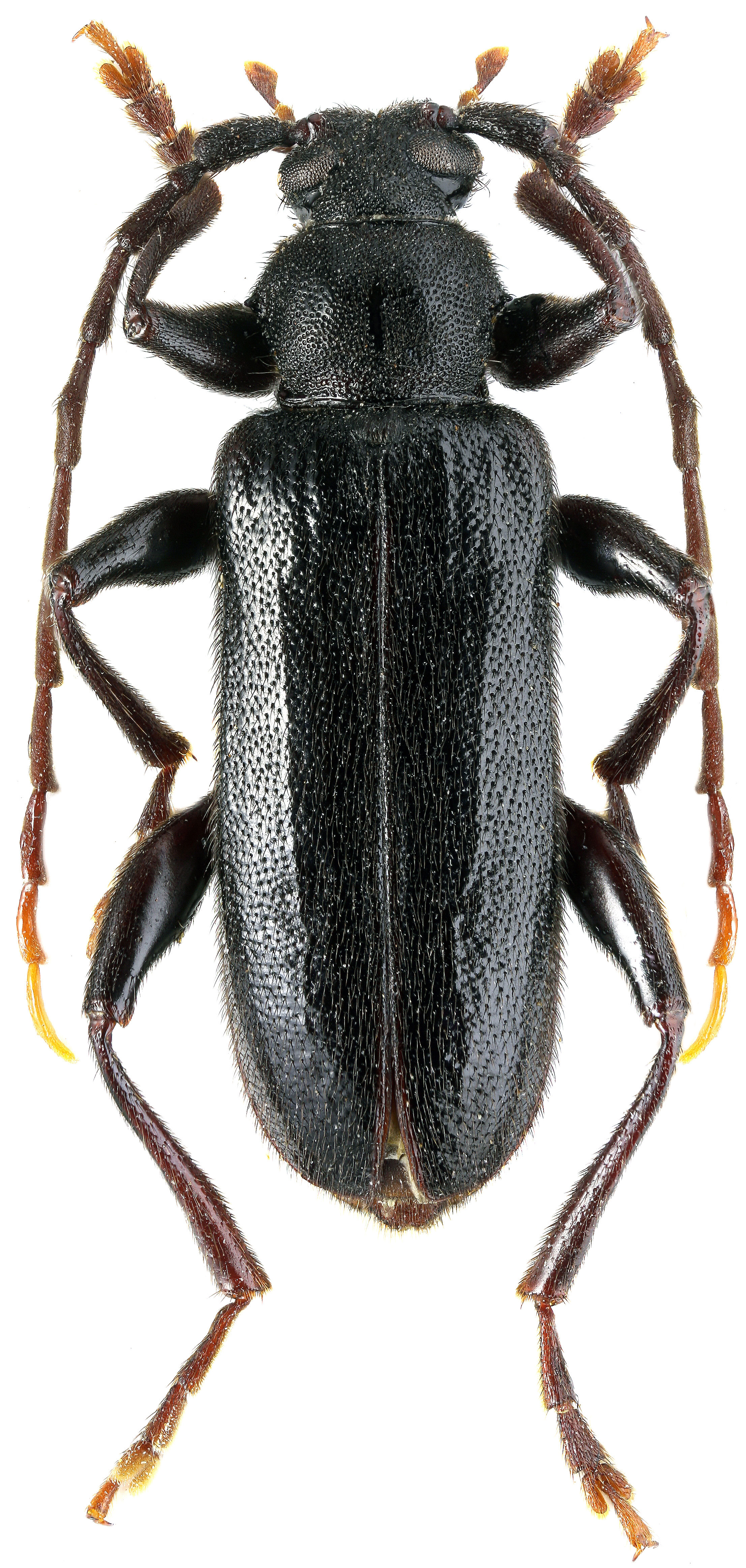 Saphanus piceus piceus