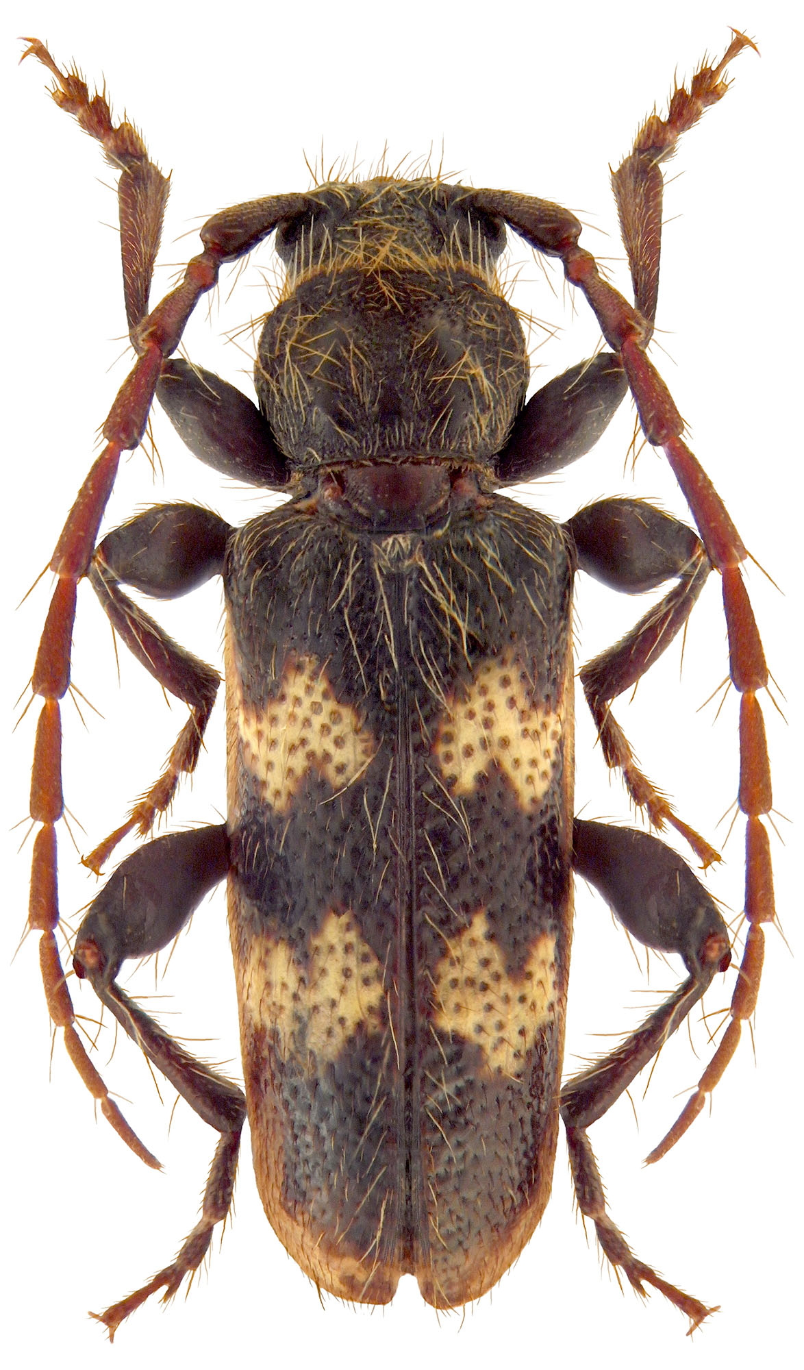 Semanotus undatus