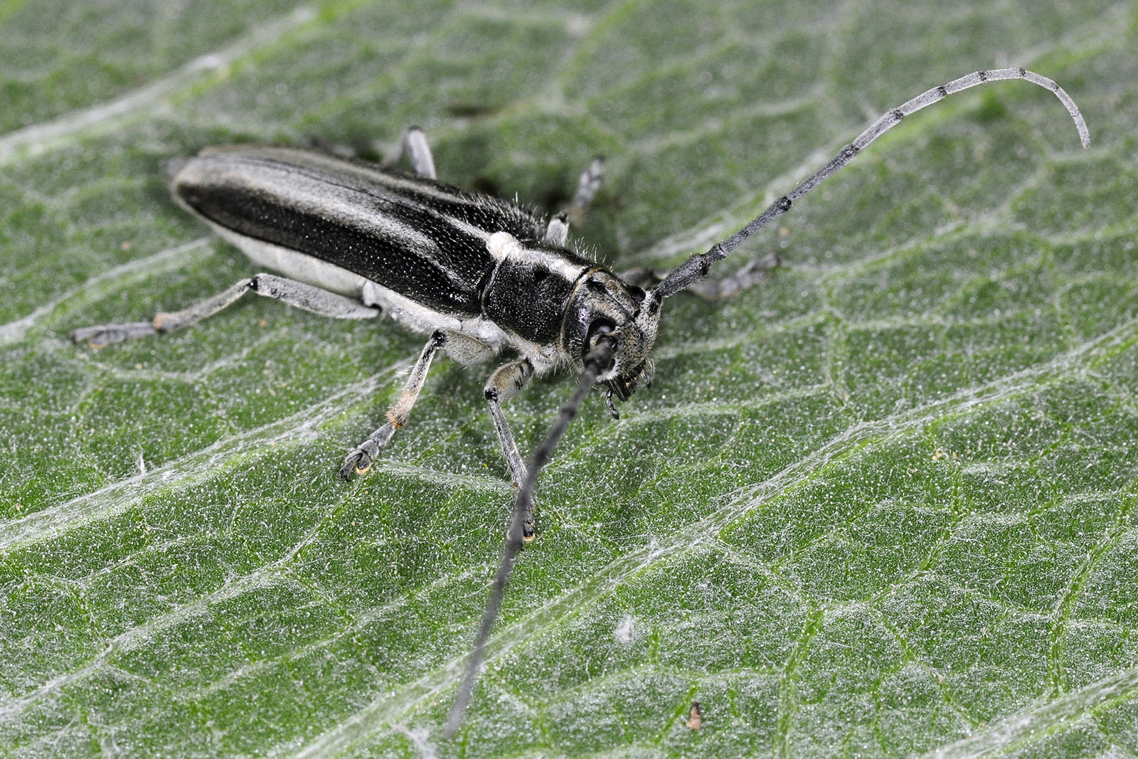 Semiangusta rebeccae