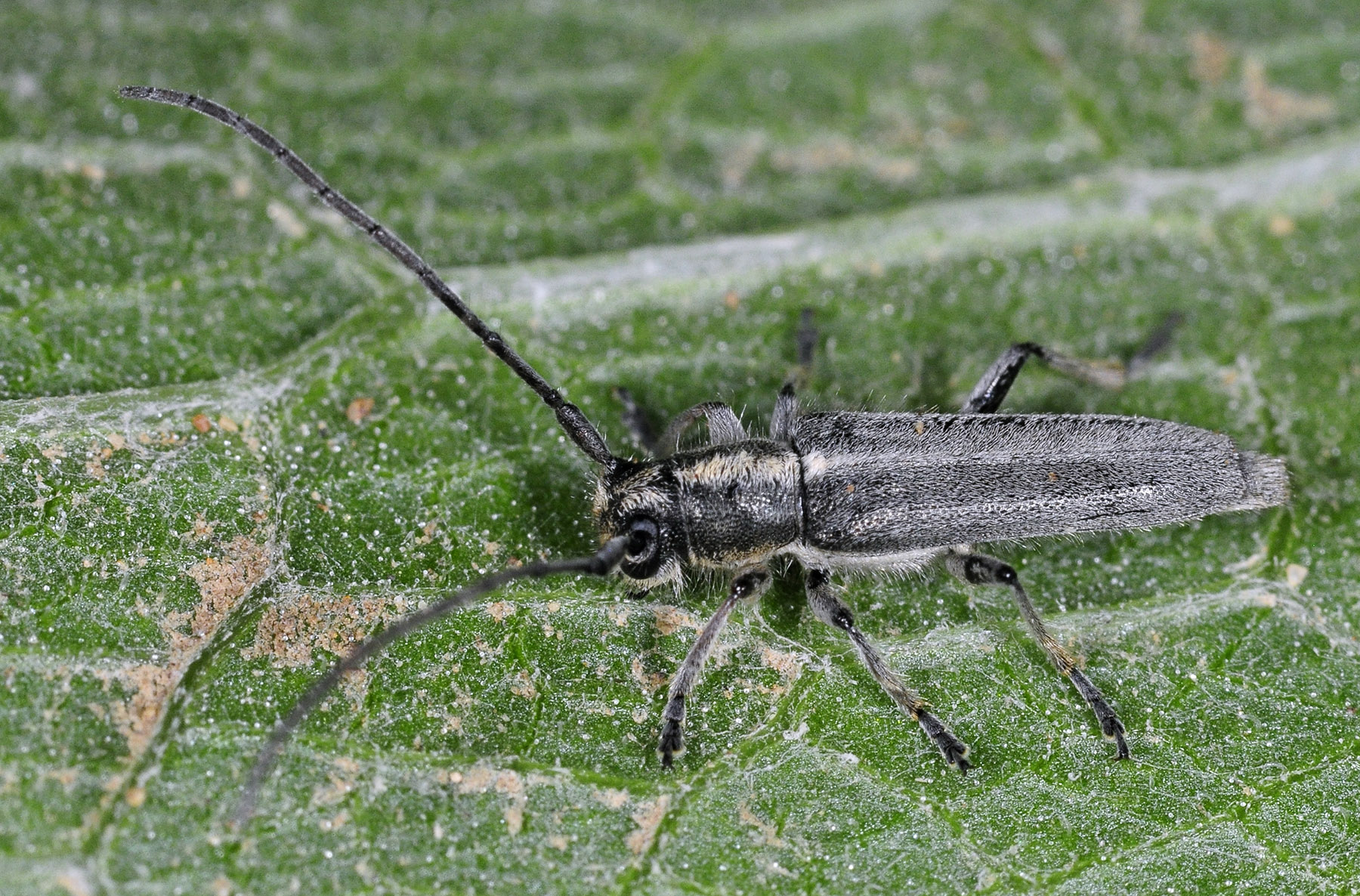 Semiangusta rebeccae