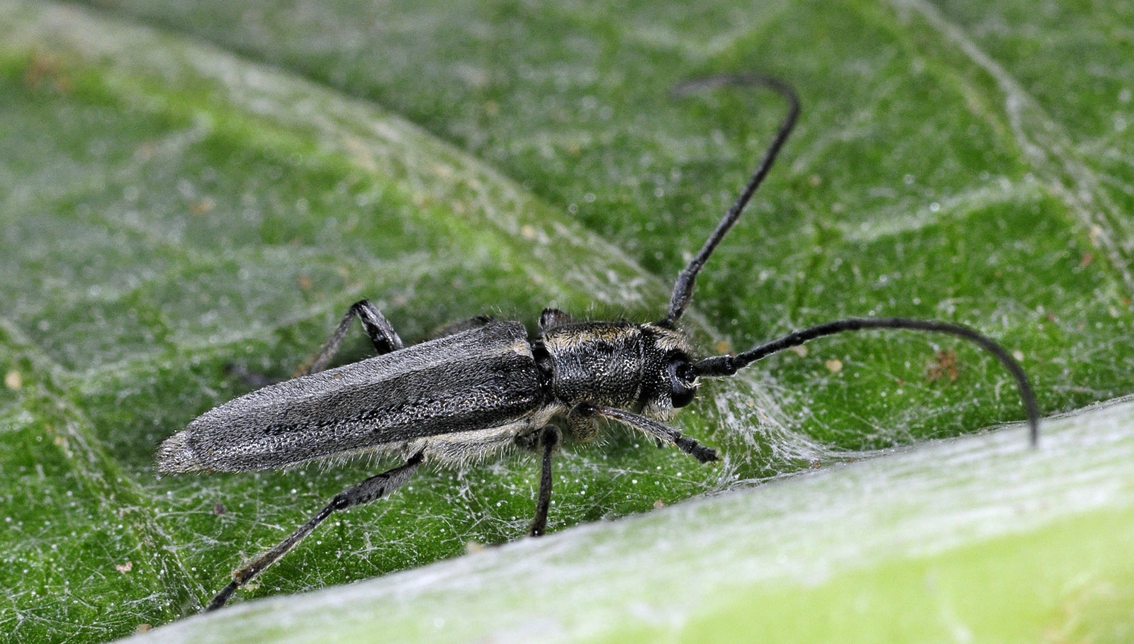 Semiangusta rebeccae