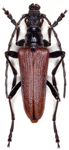 Stenocorus homocerus