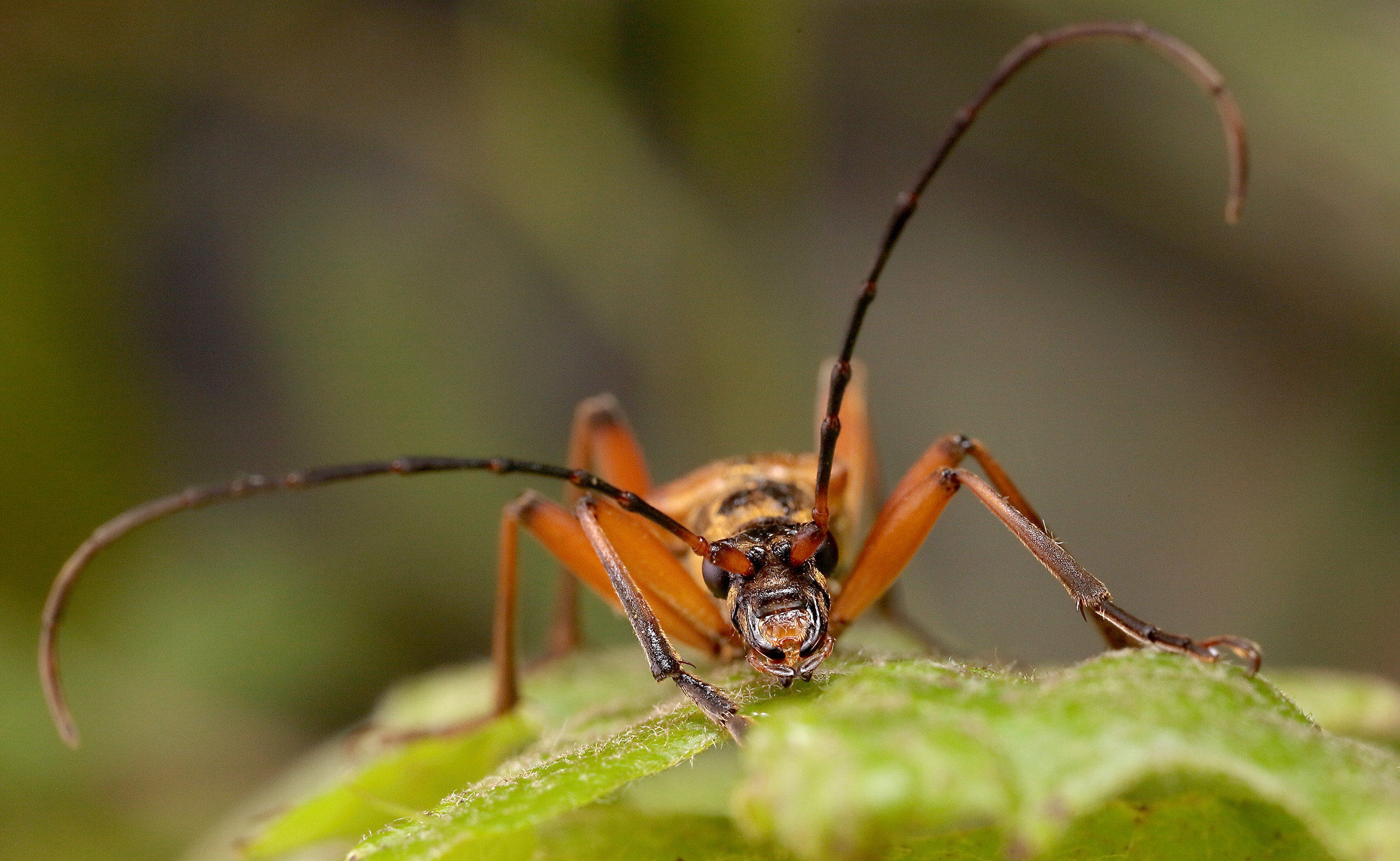 Stenocorus meridianus