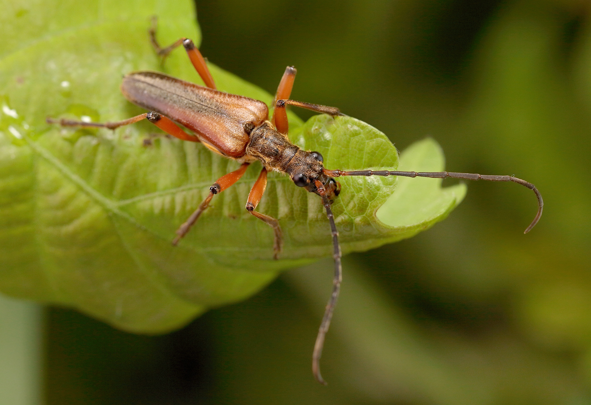 Stenocorus meridianus