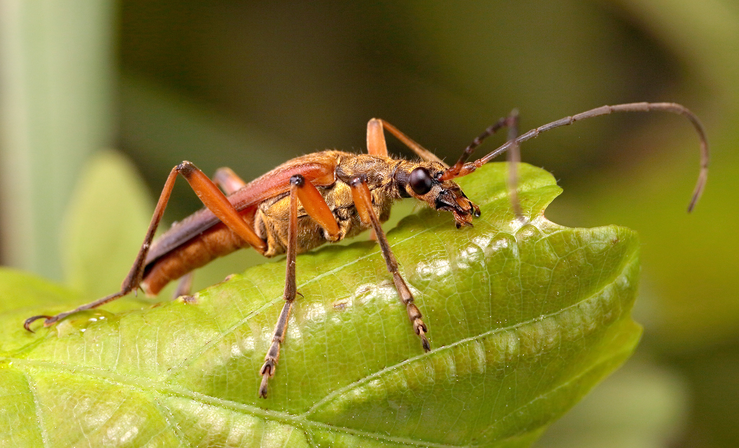 Stenocorus meridianus