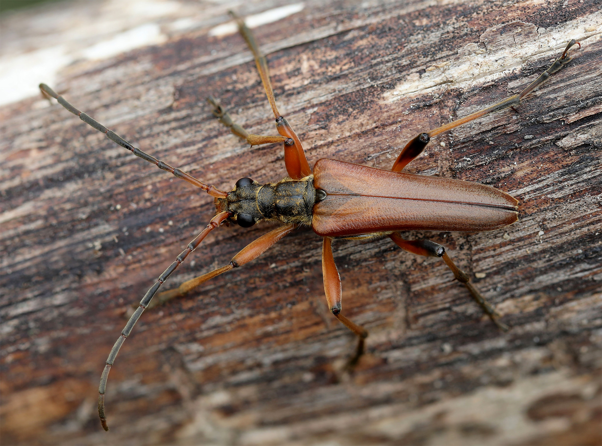 Stenocorus meridianus