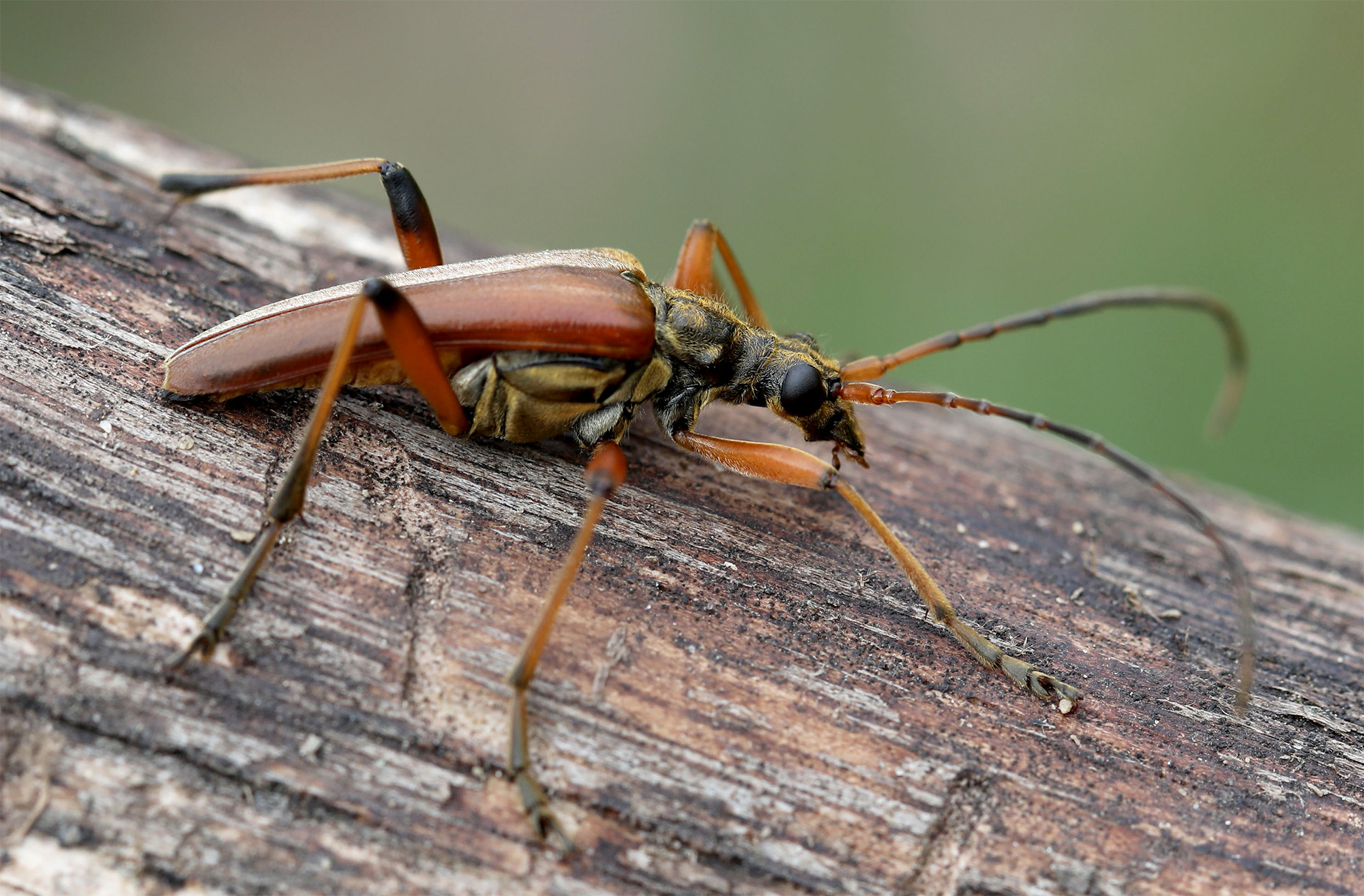 Stenocorus meridianus