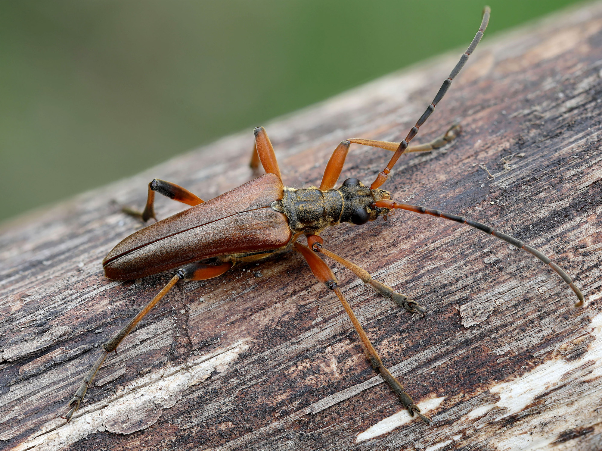 Stenocorus meridianus