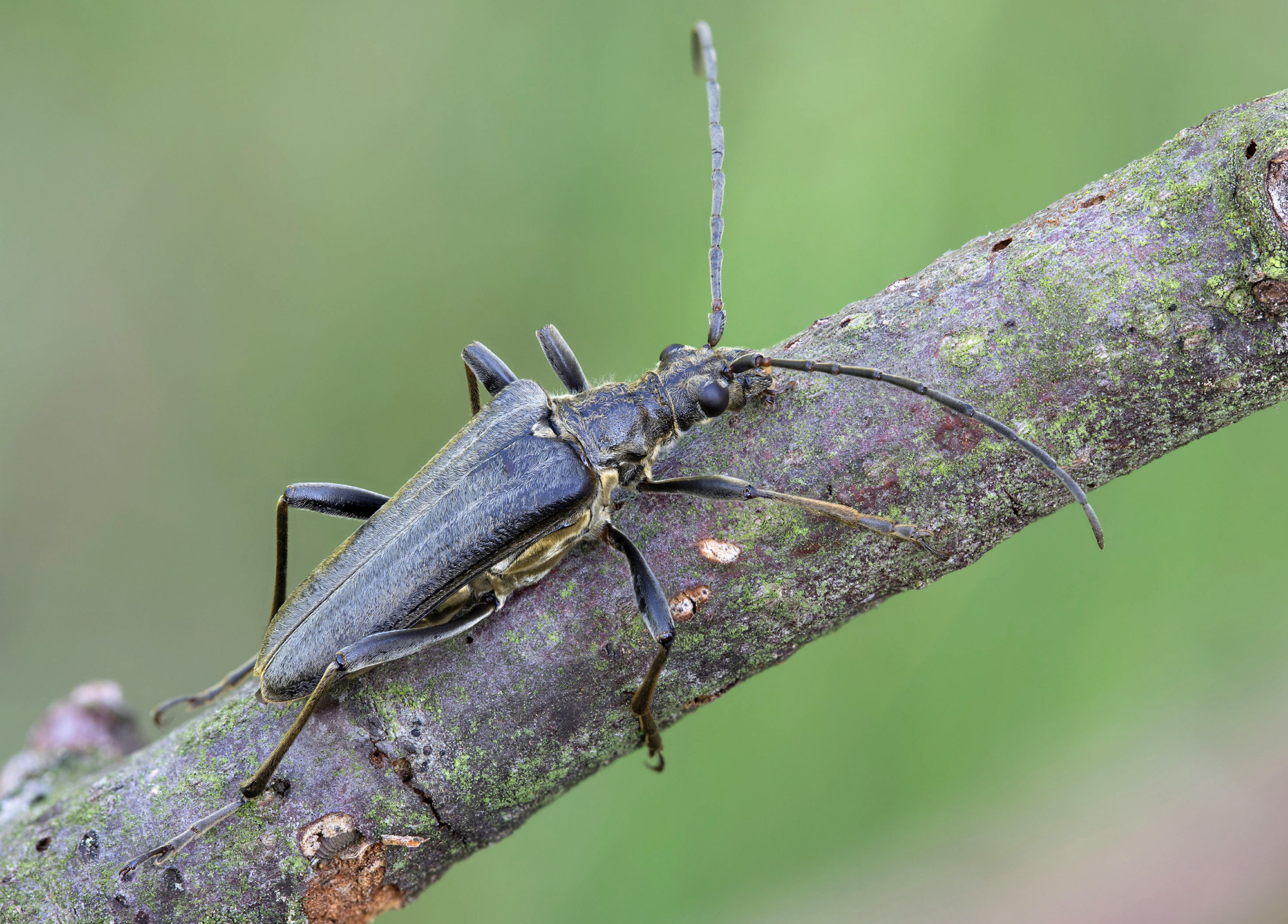 Stenocorus meridianus