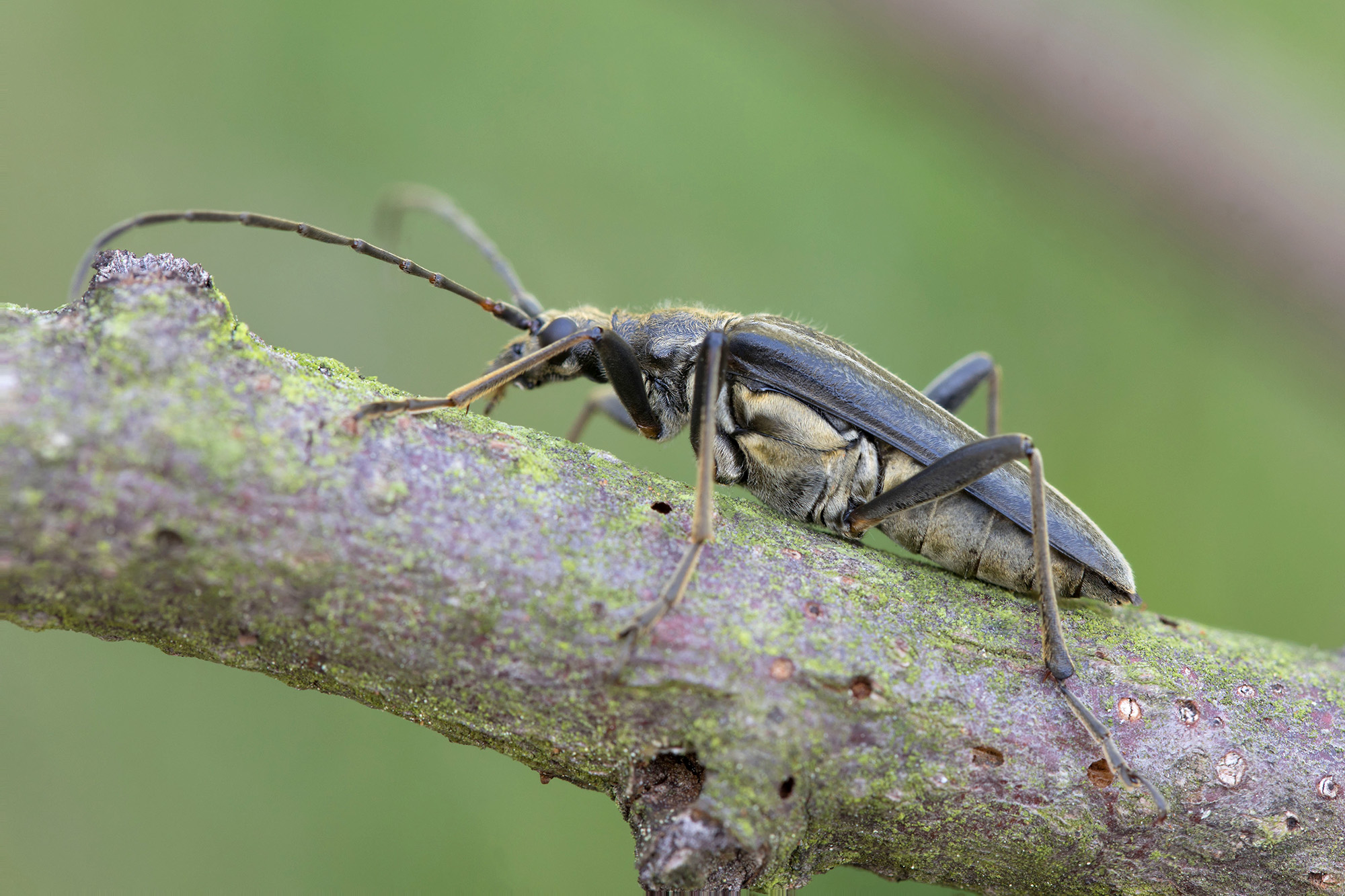 Stenocorus meridianus