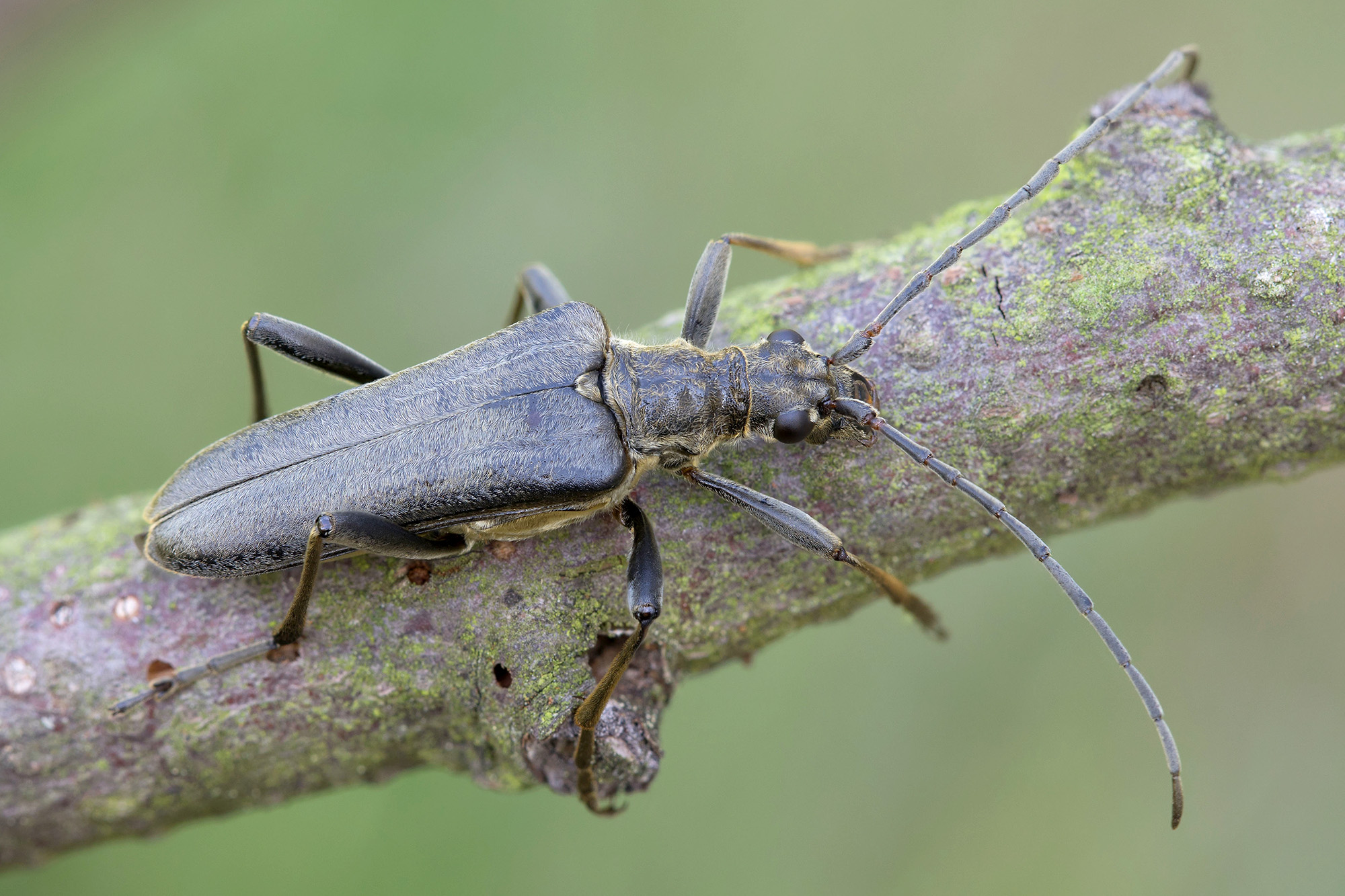 Stenocorus meridianus