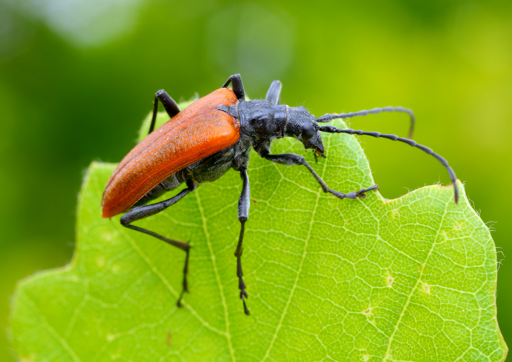 Stenocorus quercus quercus