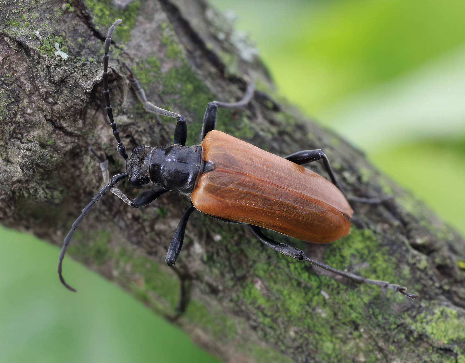 Stenocorus quercus quercus