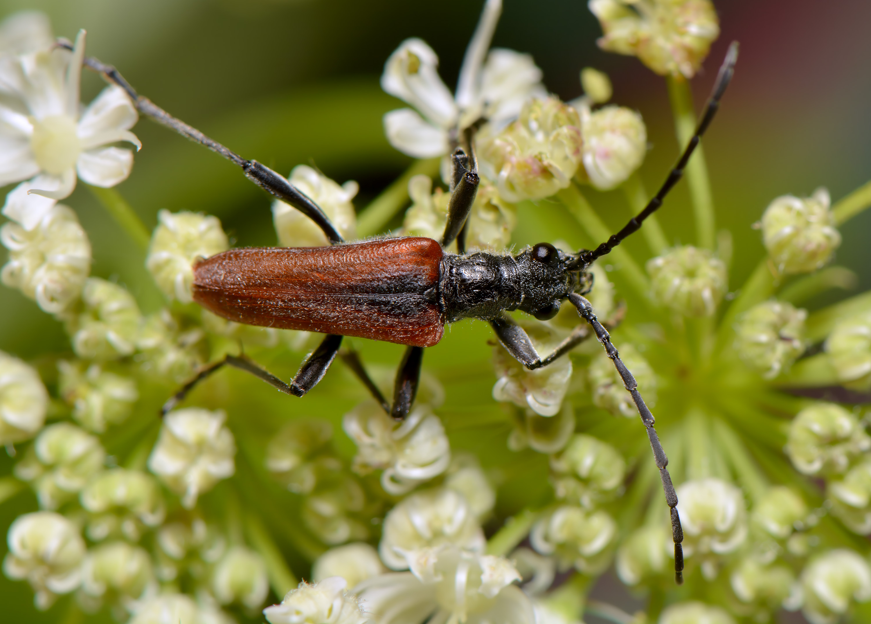 Stenocorus quercus aureopubens