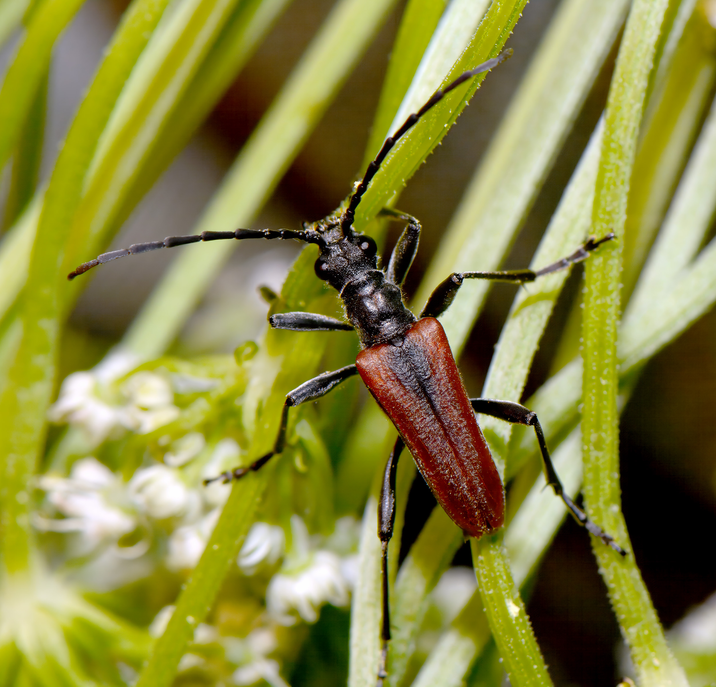 Stenocorus quercus aureopubens