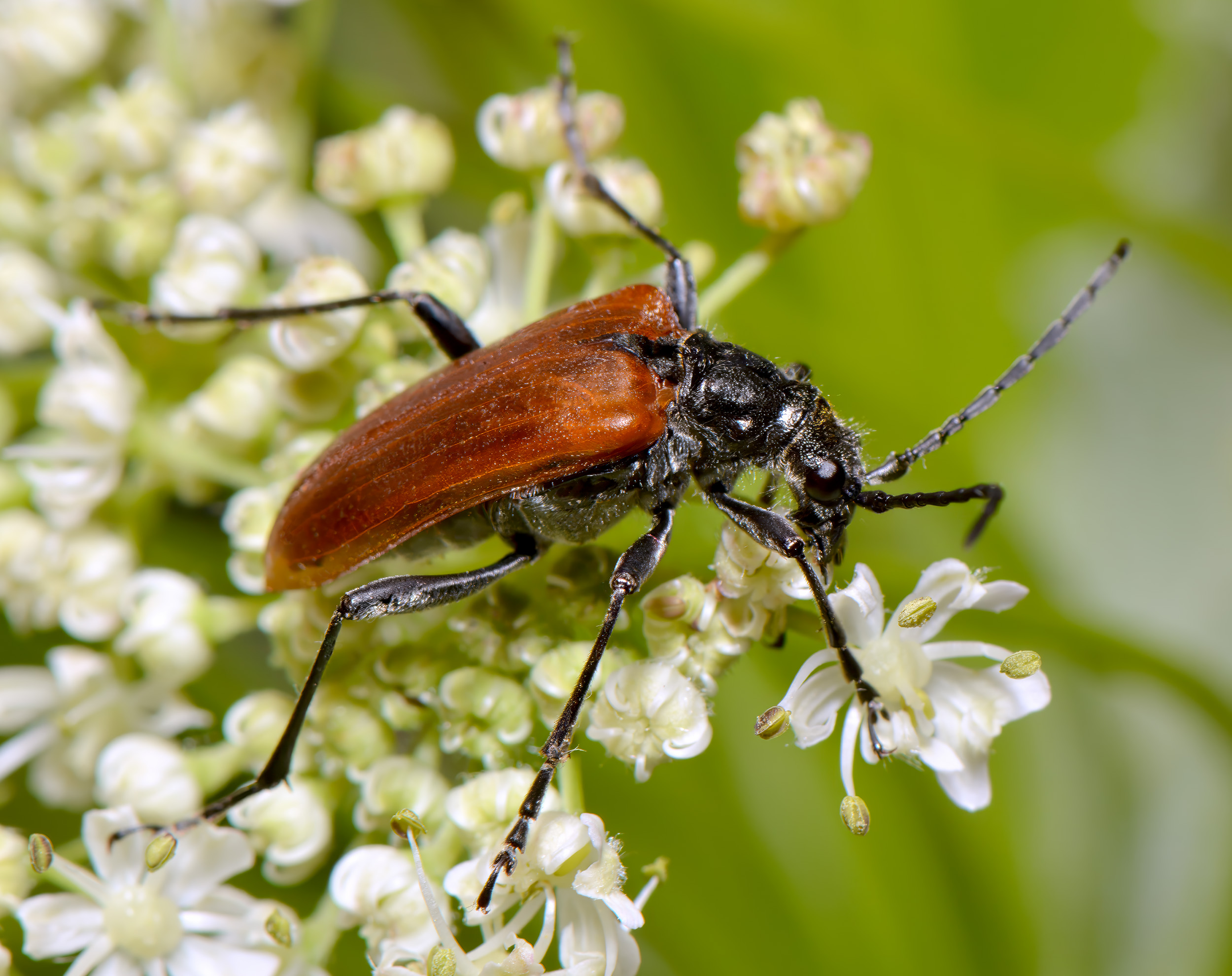 Stenocorus quercus aureopubens