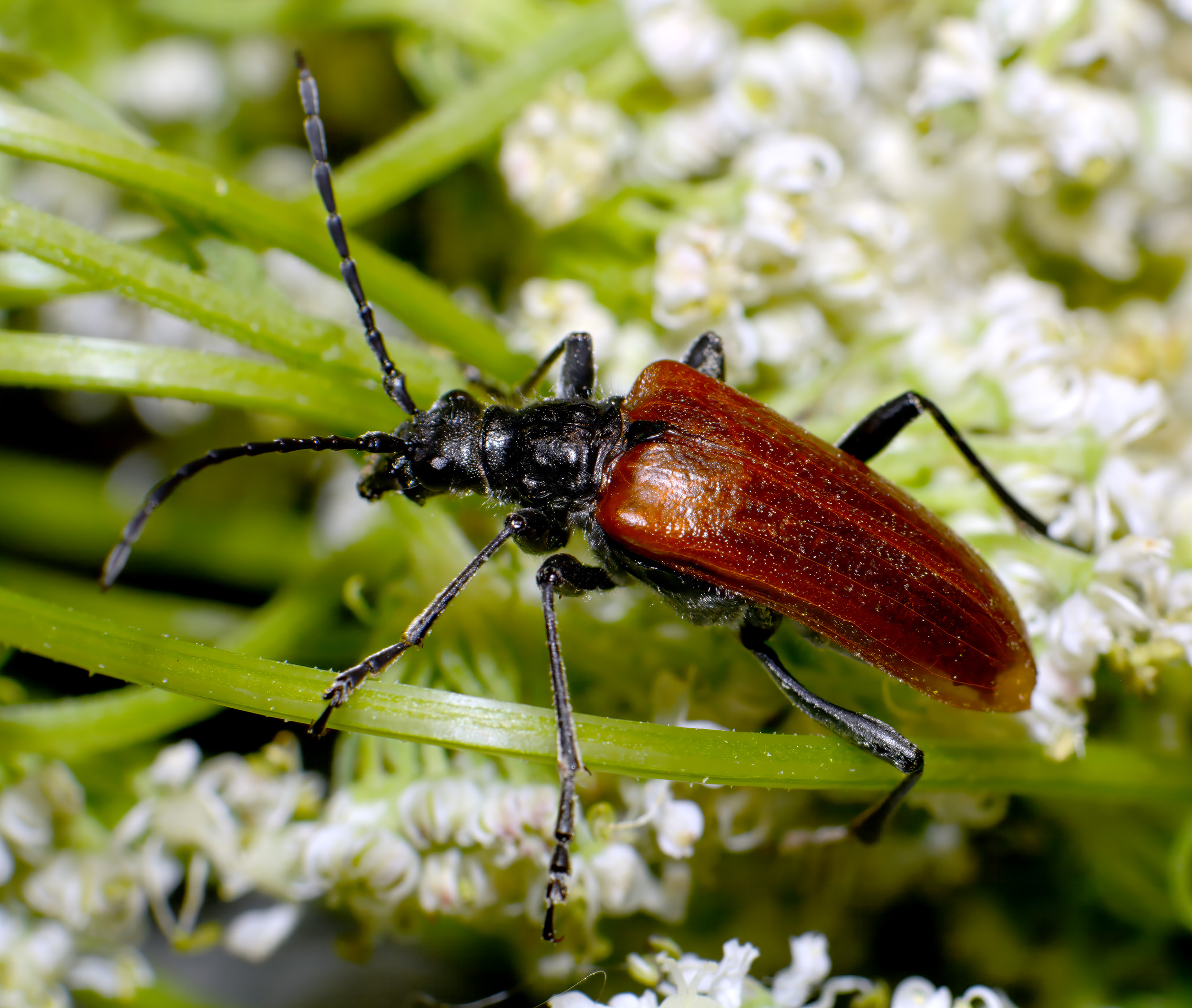 Stenocorus quercus aureopubens