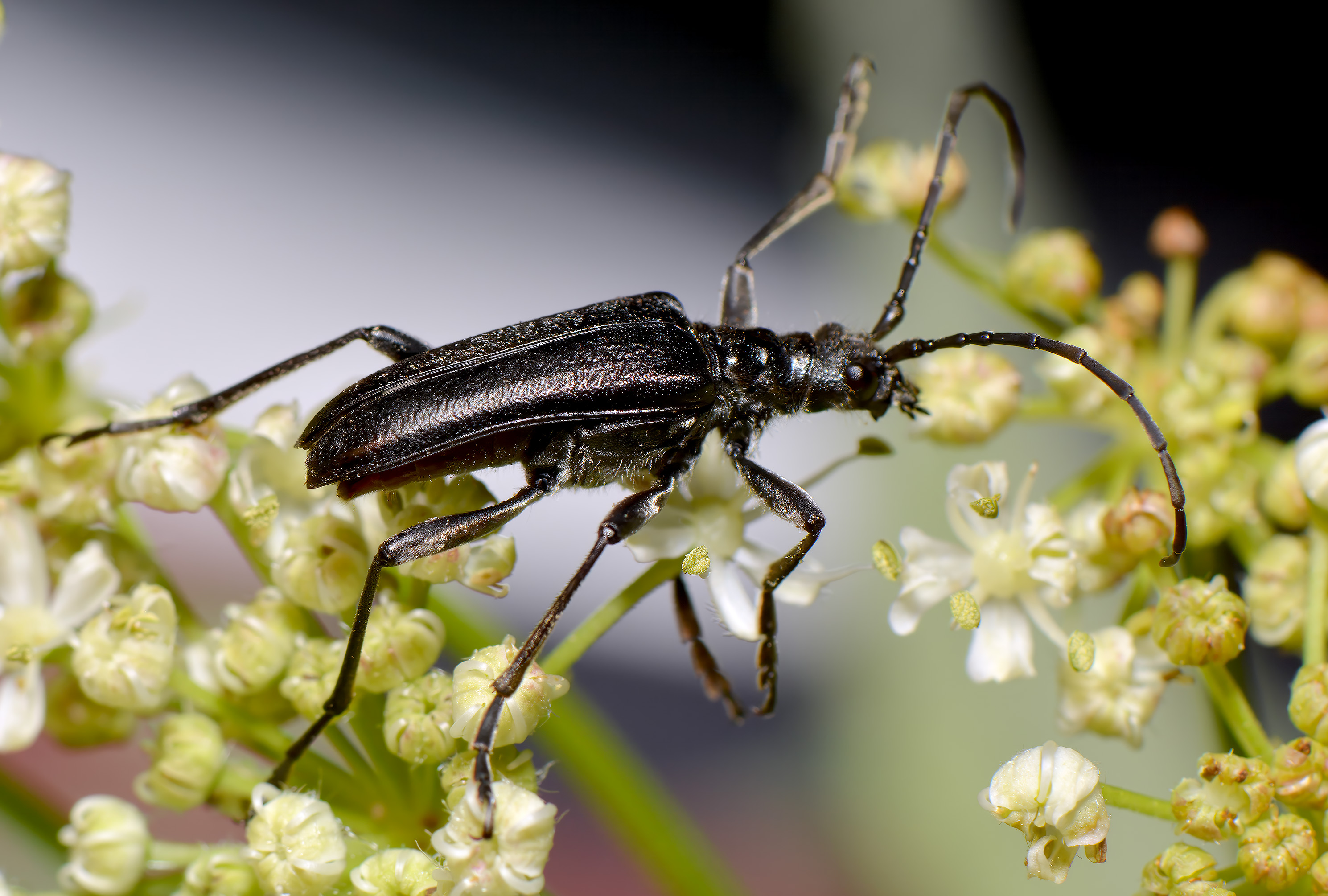 Stenocorus quercus aureopubens