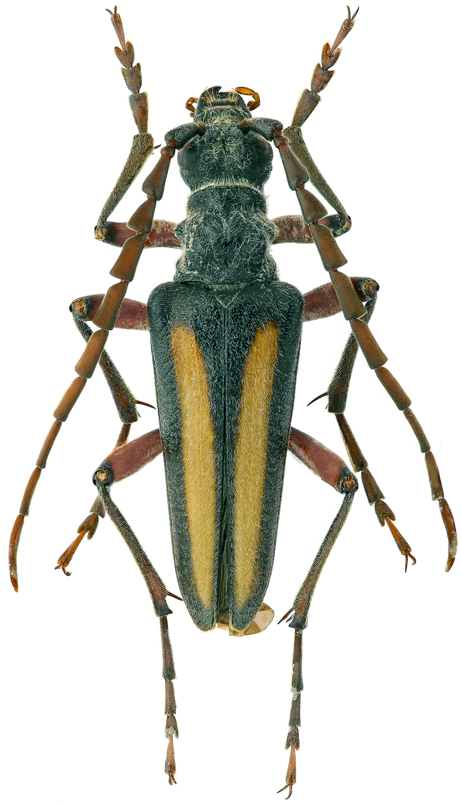 Stenocorus validicornis mediocris